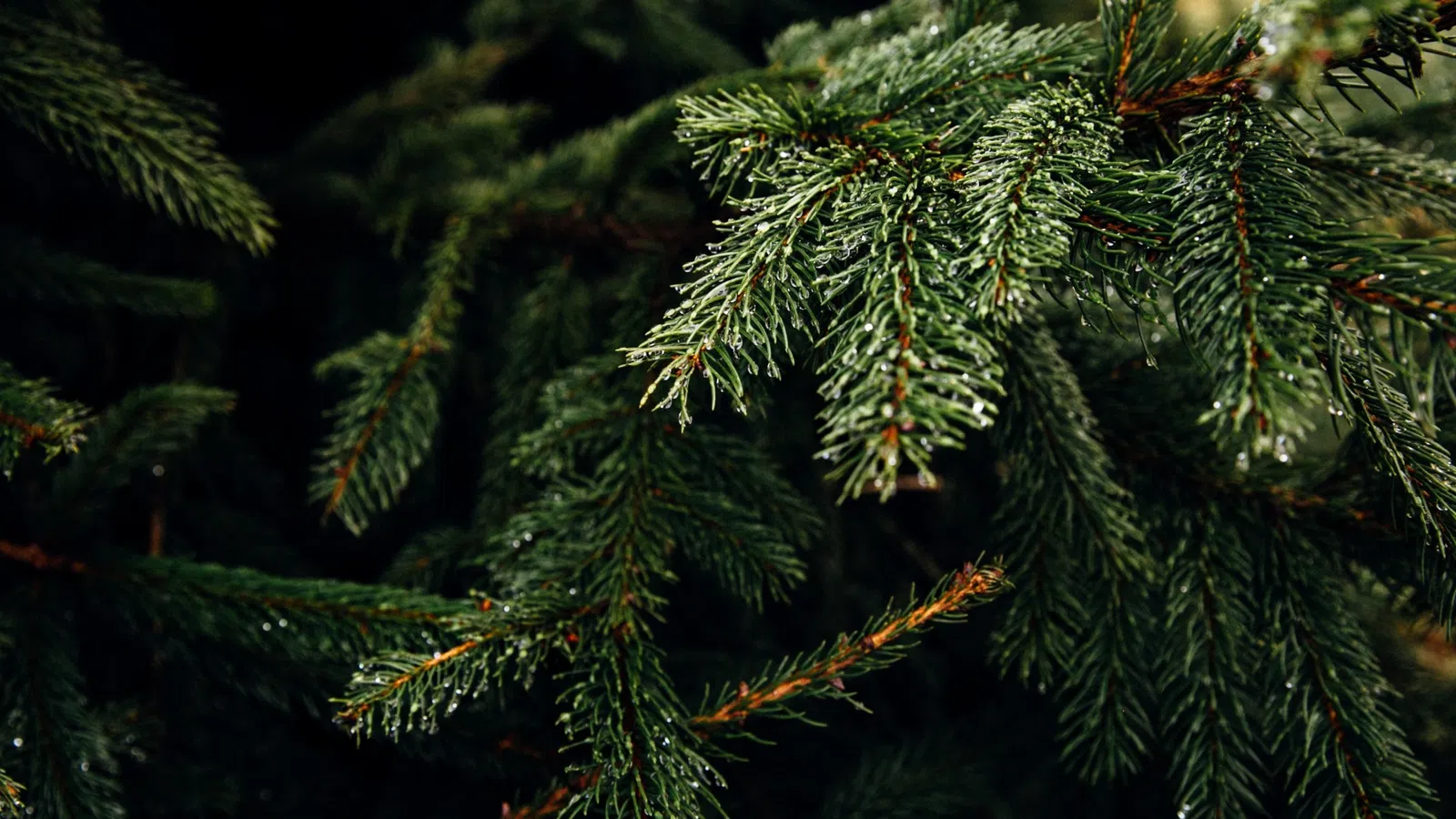 Christmas Trees for the Environment: New Orleans Recycling Trees to Restore Wetlands