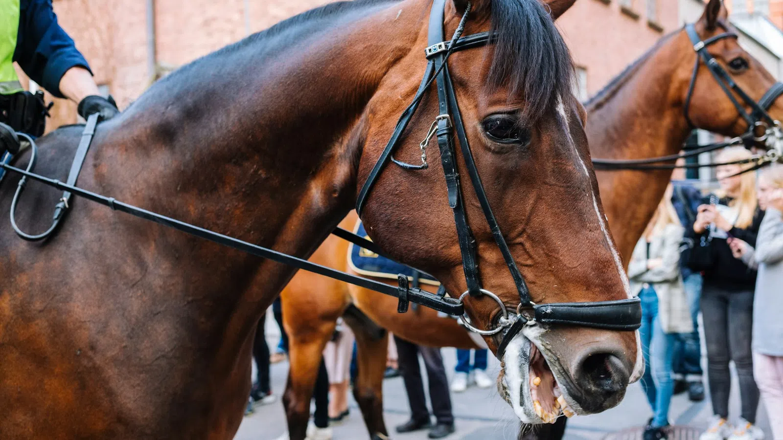 a couple of horses stand near each other