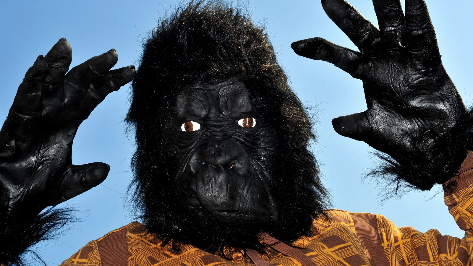 Man Wearing Gorilla Suit Breaks into Sulphur, LA Homes
