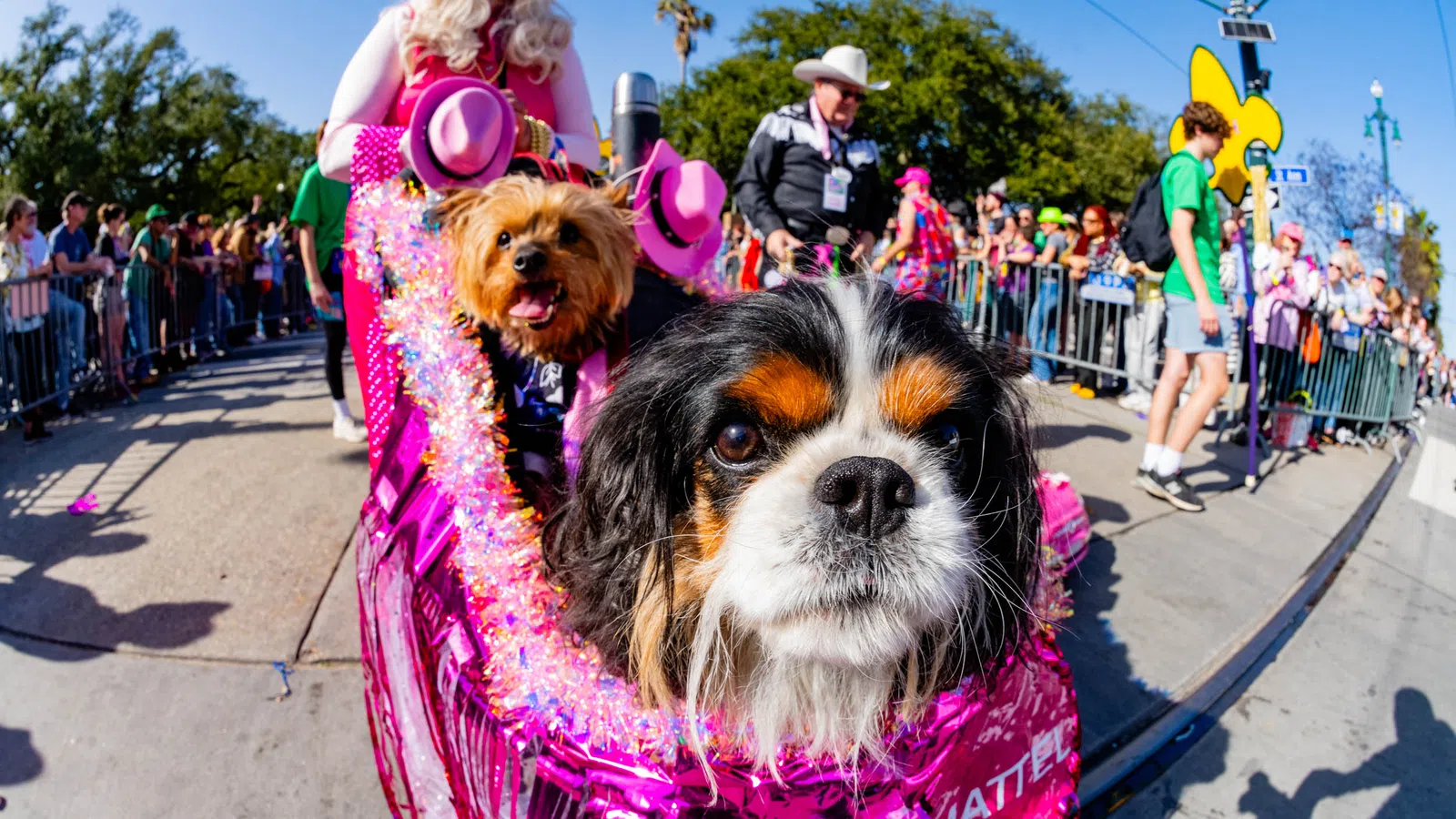 a group of dogs wearing clothing