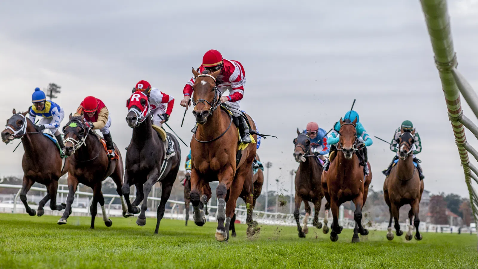 Fast Times at the Fair Grounds: Horses, Camels, and Wiener Dogs Vie for Racetrack Glory