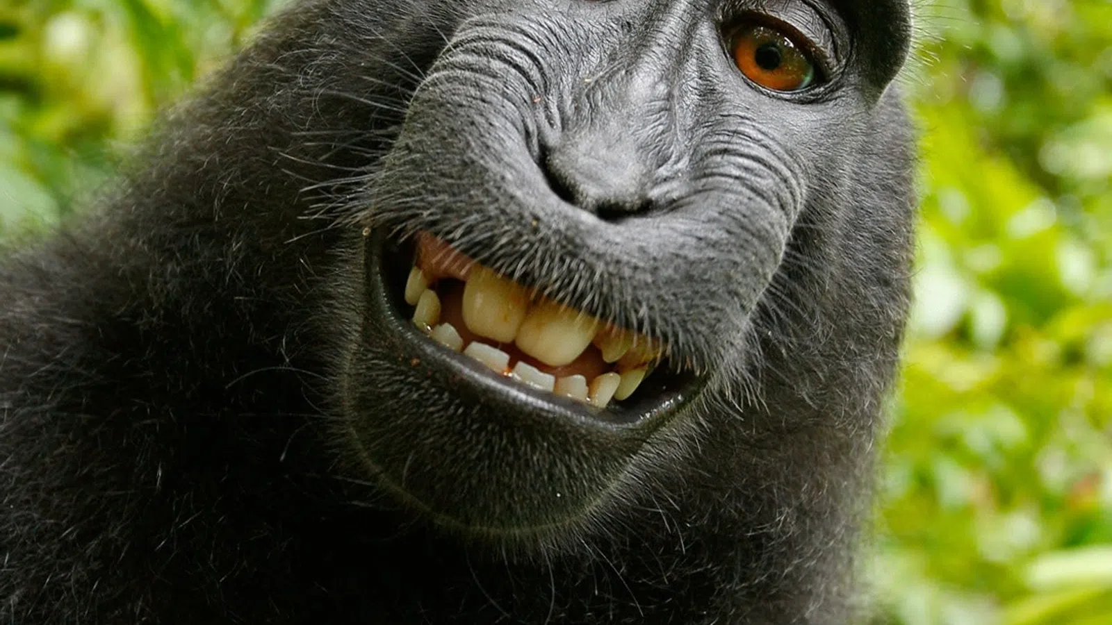 Appeals Court Rules Monkey Doesn?t Own Selfie Copyright