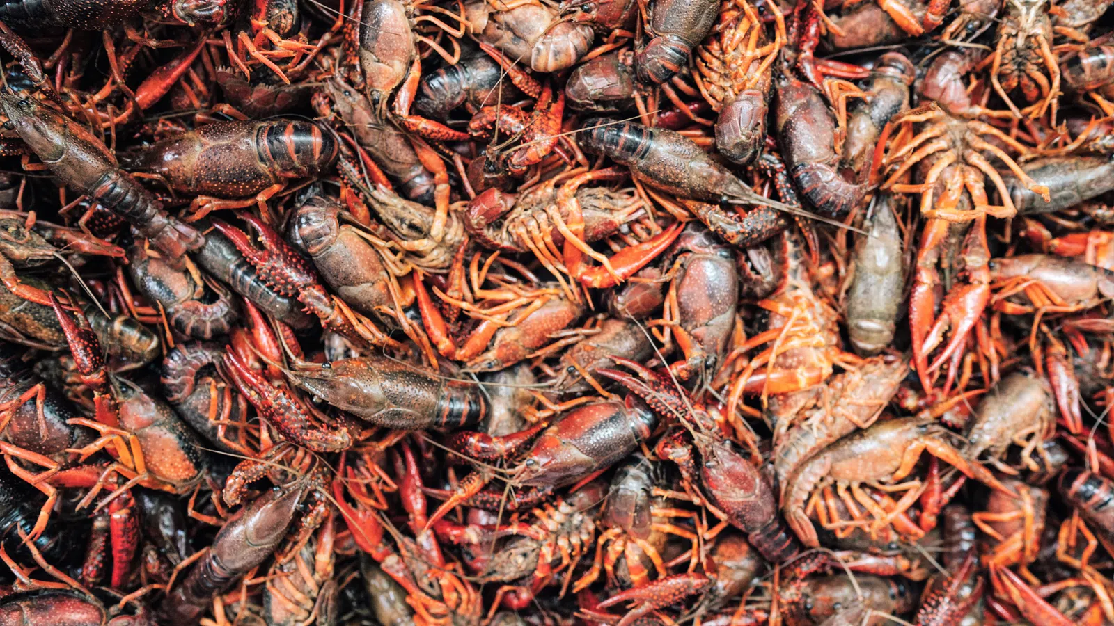 2021 Crawfish Season is Looking Promising