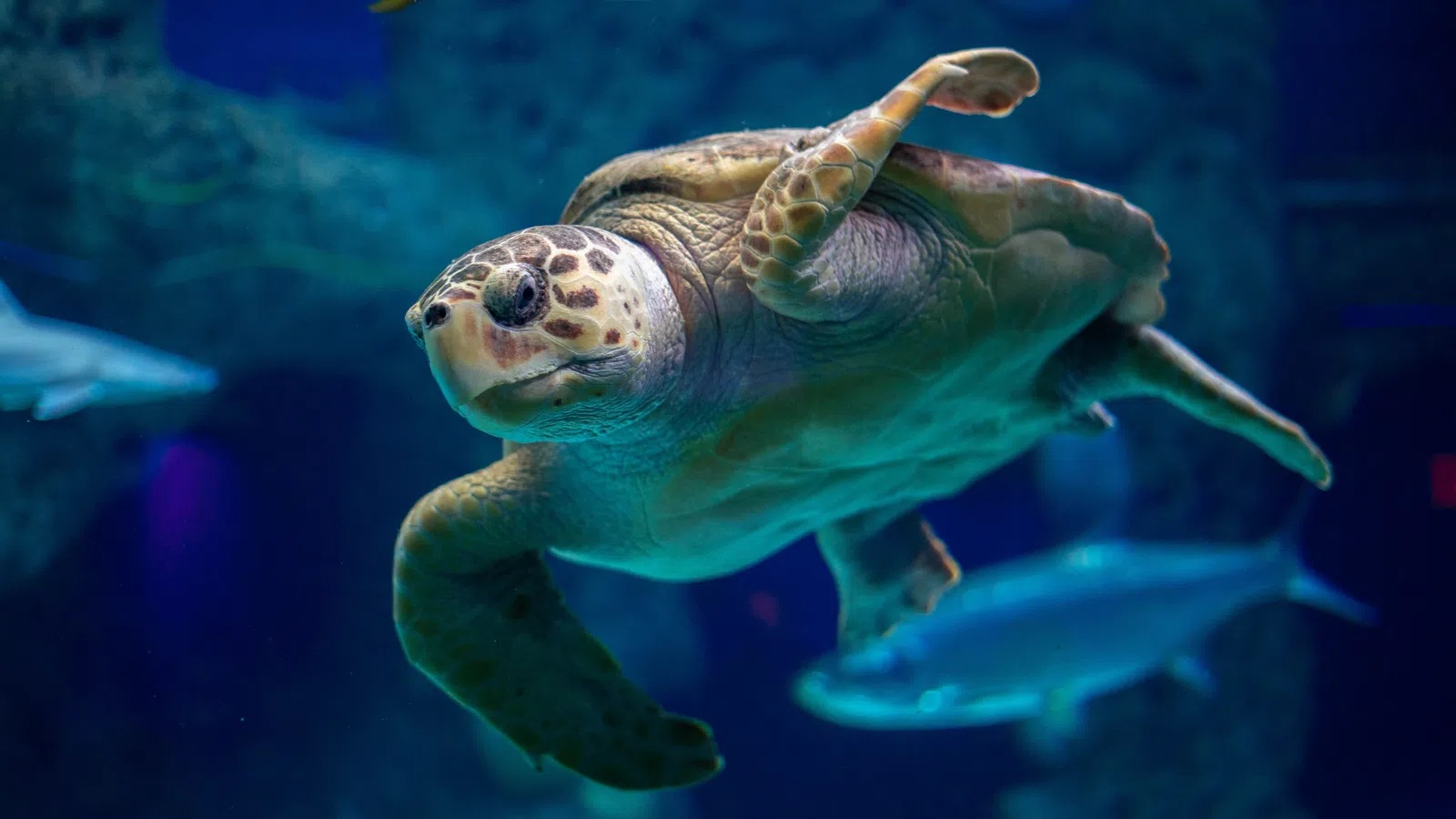 a turtle swimming in water