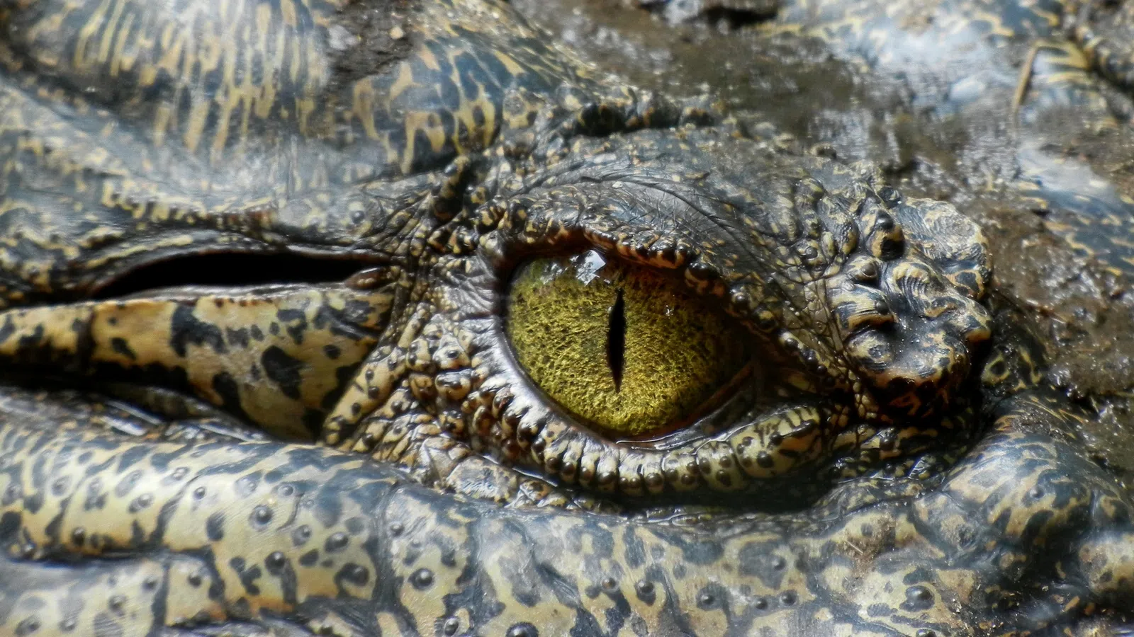 Alligator Carcasses Aid in Mapping Ocean Floors
