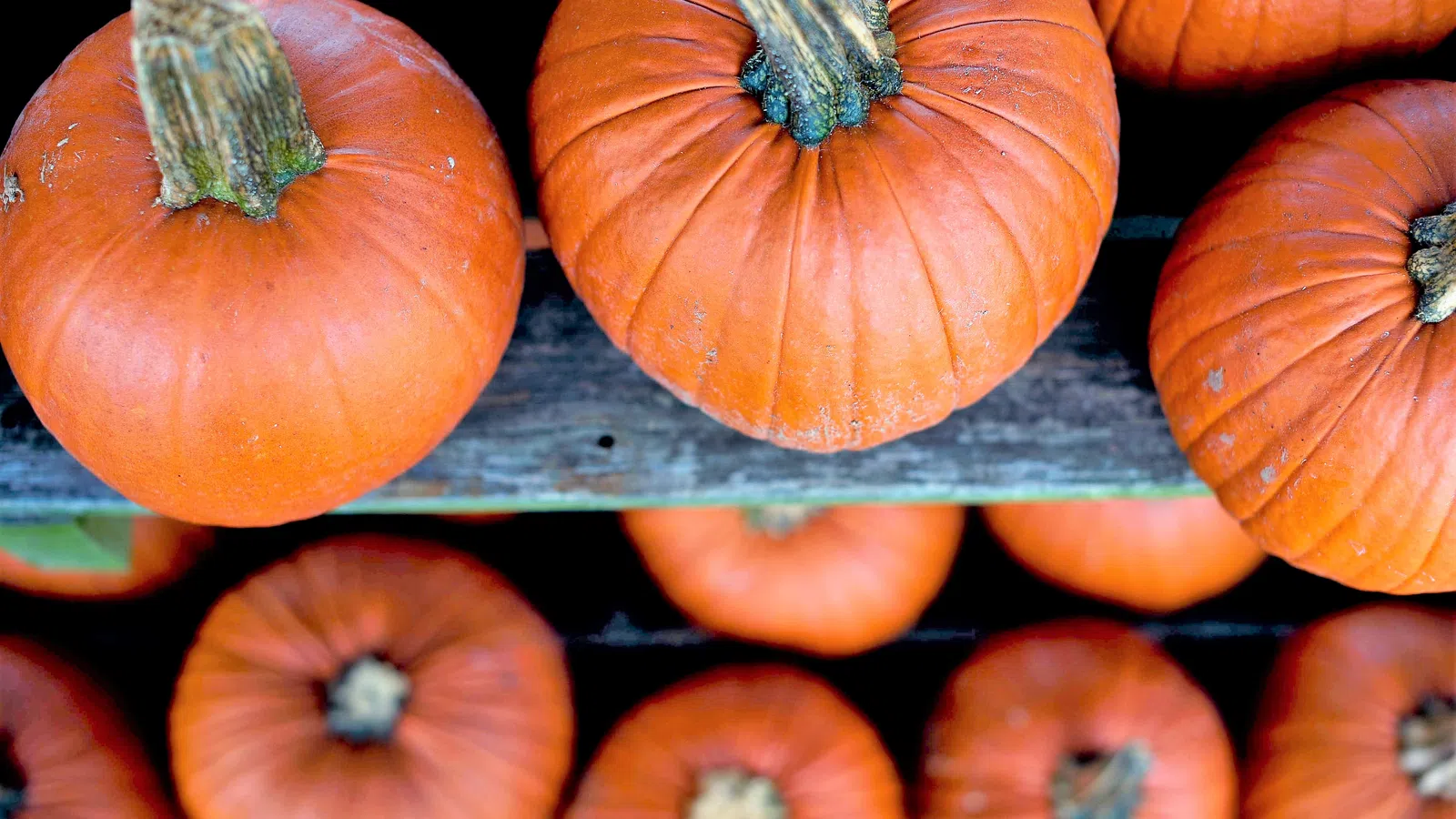 Five Places to Find the Perfect Pumpkin