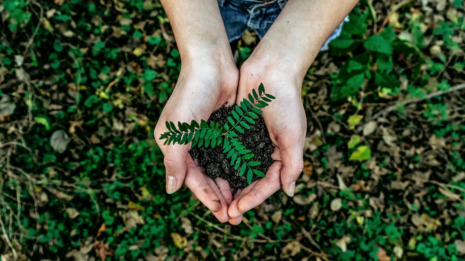 Tips on How to Stay Green This Earth Day