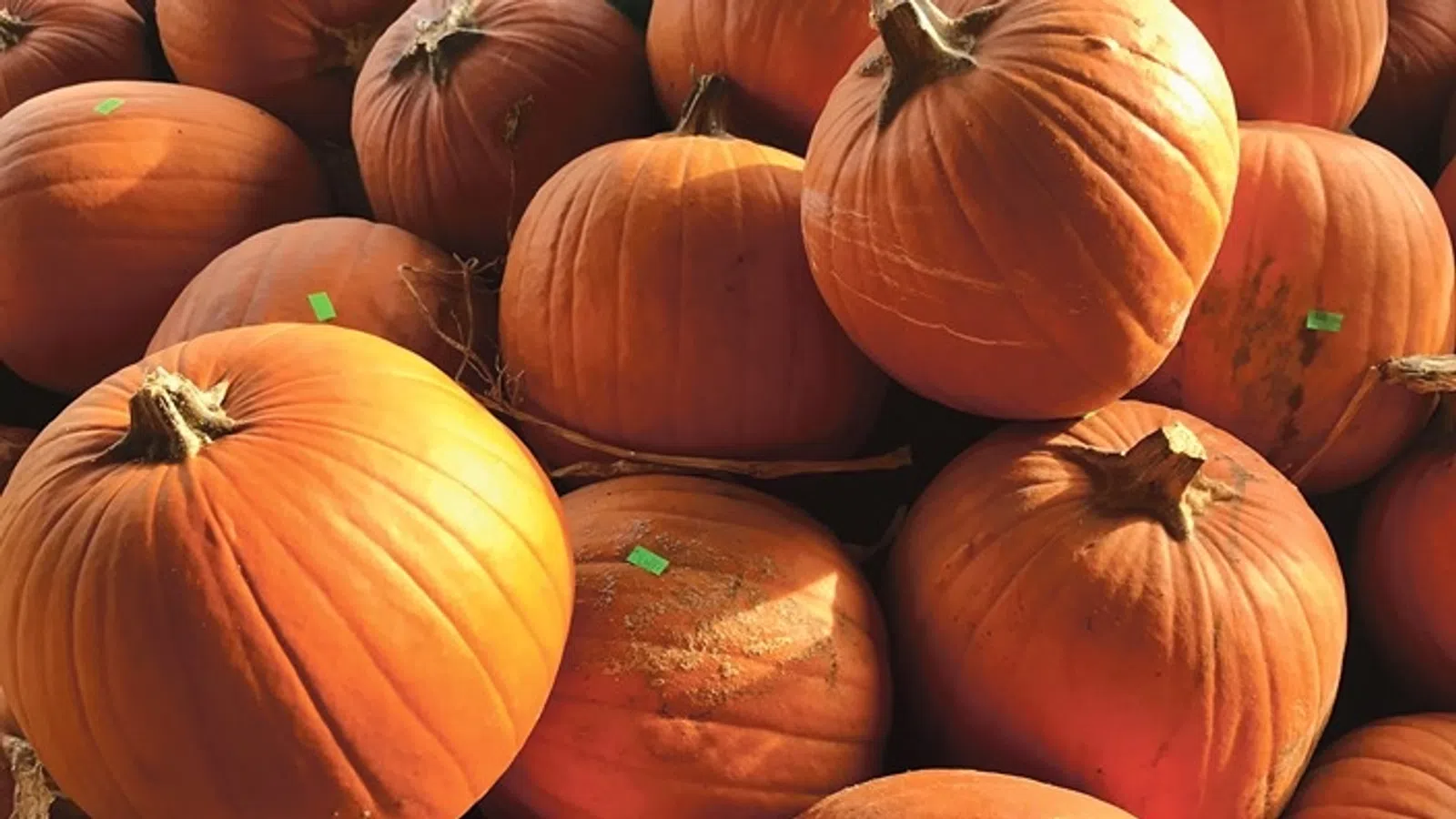 a pile of orange pumpkins