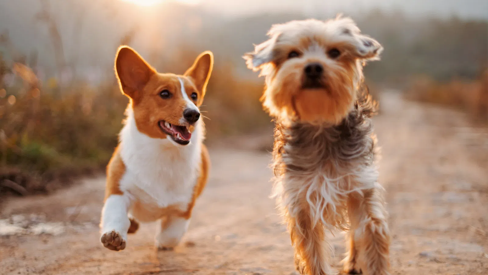 Louisiana State Parks Are for the Dogs: Man?s Best Friend Now Allowed Overnight