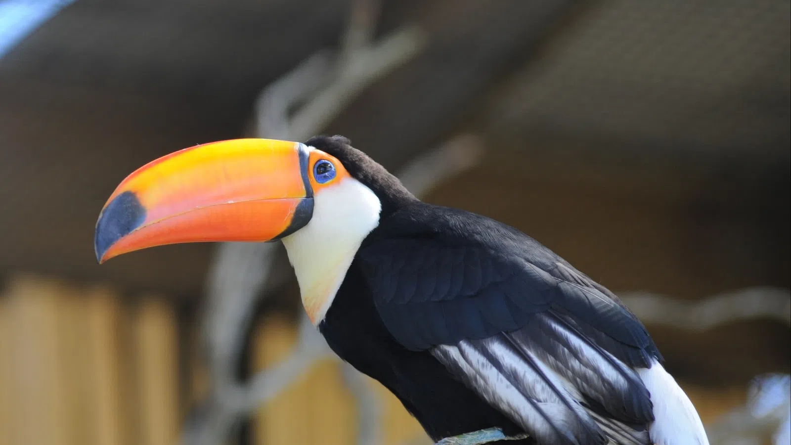 a bird with a long beak