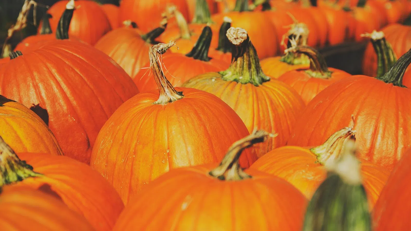 a group of orange pumpkins