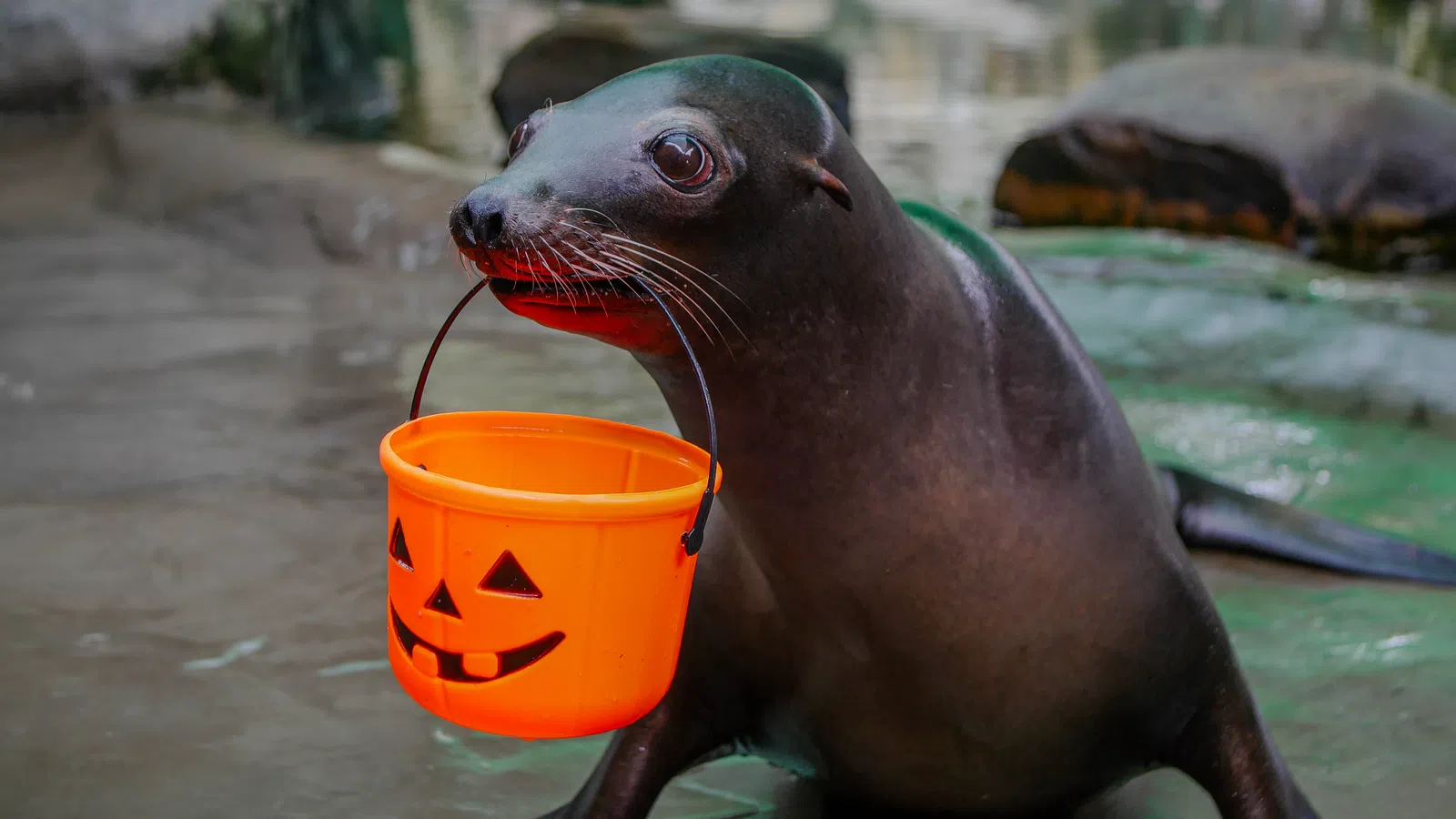 Sea lion holding an orange Halloween pumpkin bucket in its mouth on wet rocky ground.