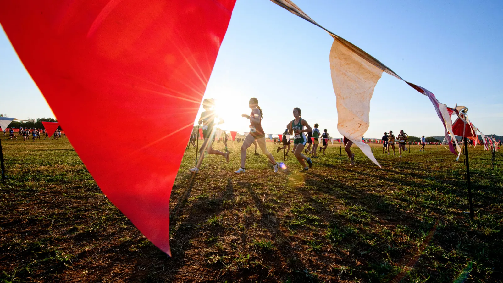 Runners racing on a grassy field in a cross country event with red and white flags and sun glare.