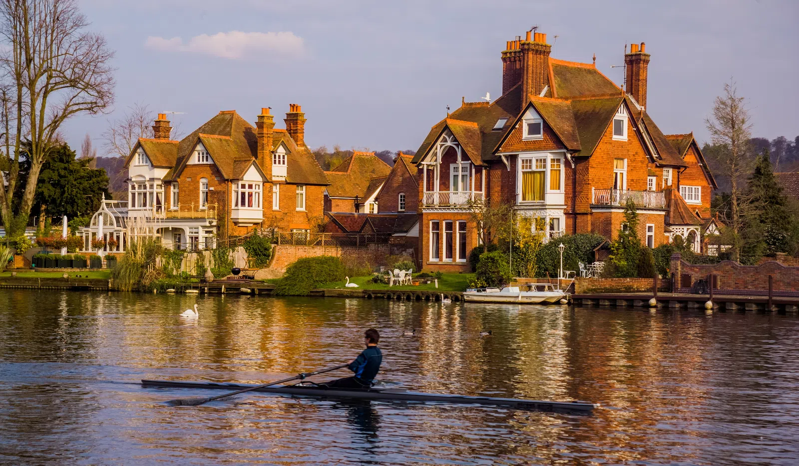 Rowing athlete on river with large Victorian-style houses and swans along the bank in warm afternoon light