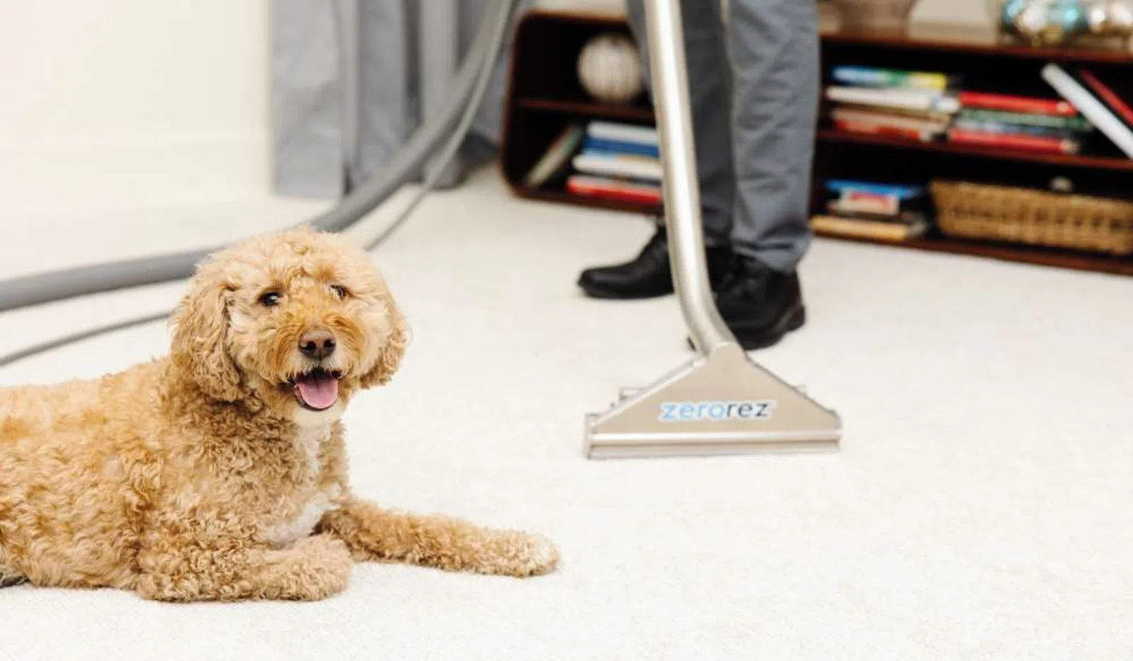 Curly beige dog lying on clean carpet while person cleans floor with Zerorez carpet cleaner.