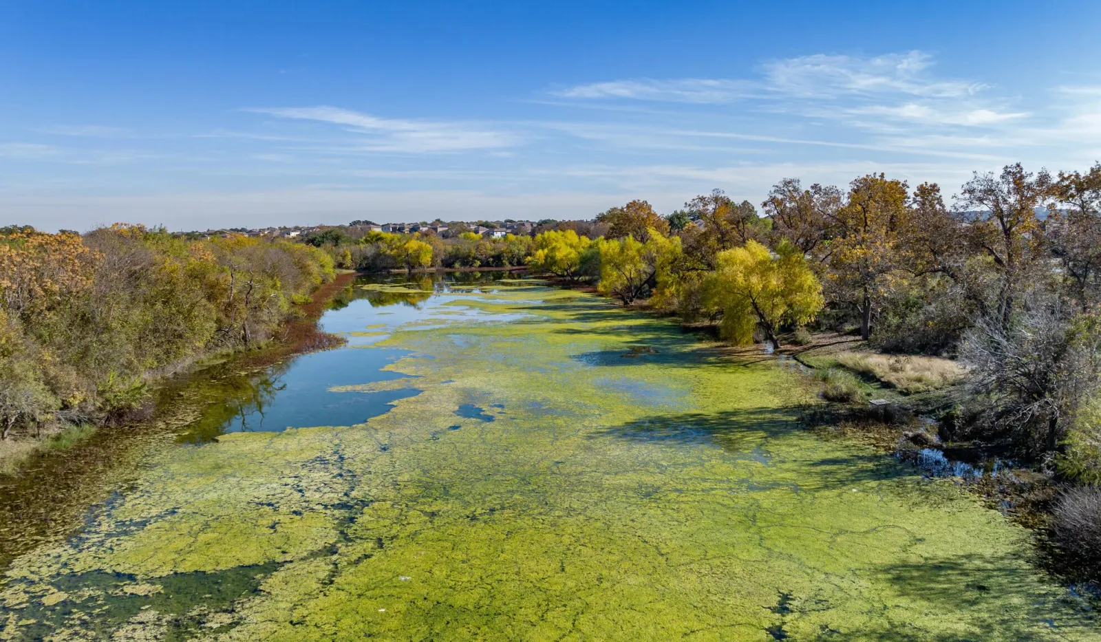 Aerial view of a green algae-covered river winding through autumn trees under a clear blue sky.