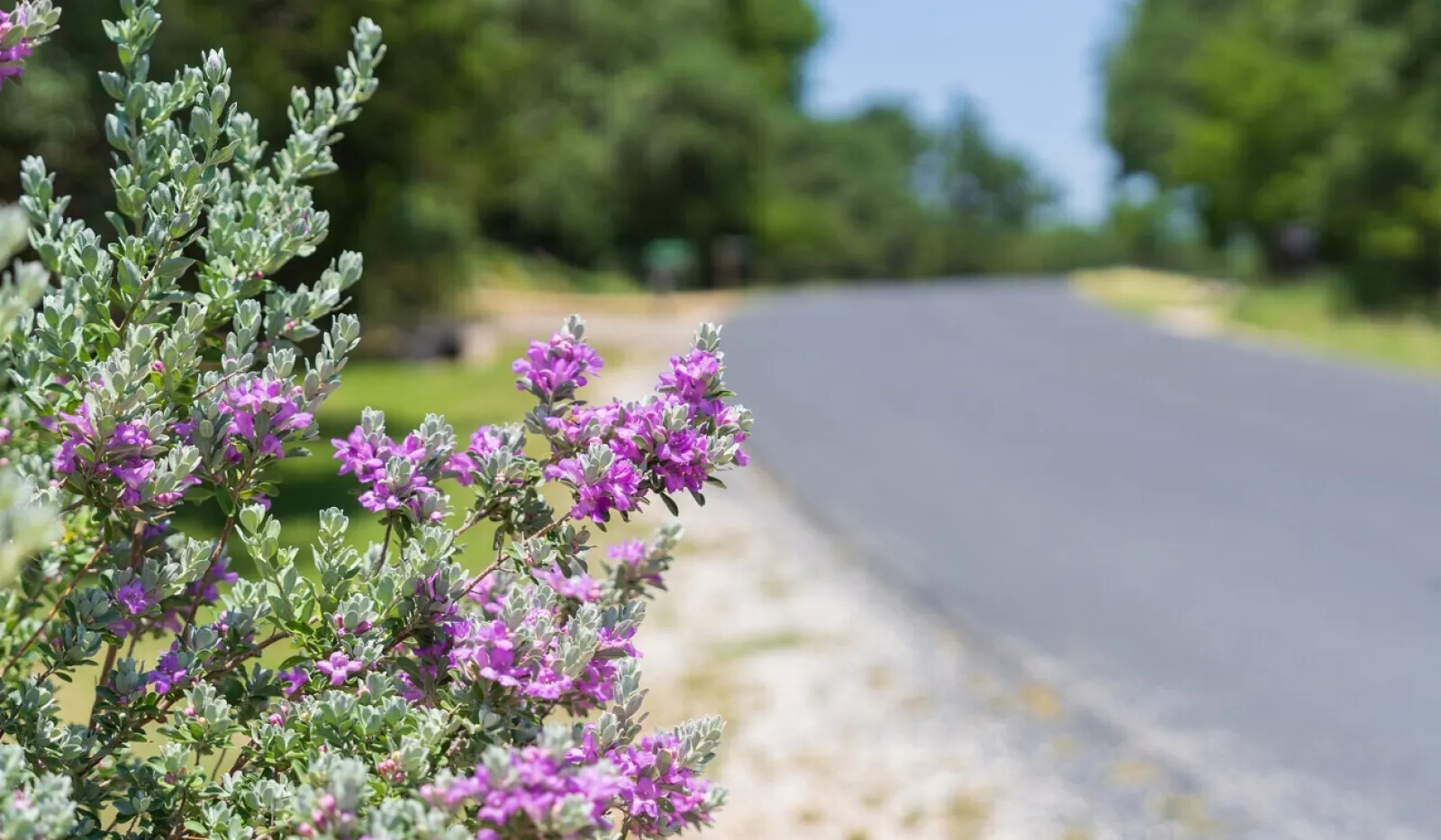 Purple flowering bush beside a gravel roadside with a blurred background of trees and blue sky.