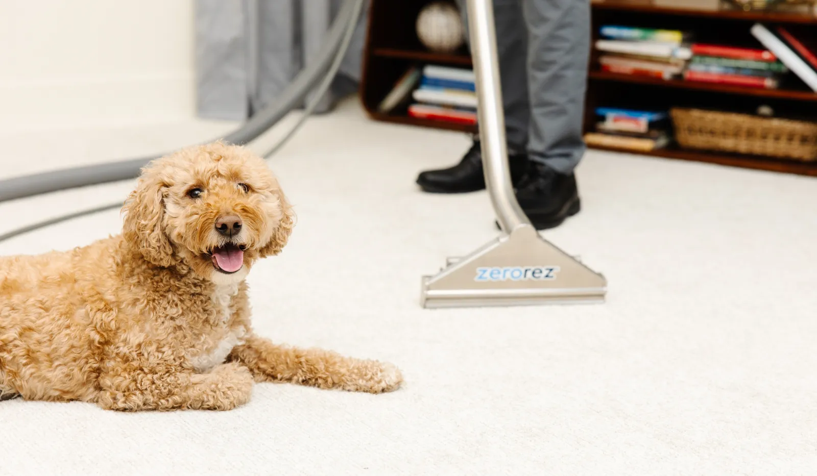 Curly tan dog lying on clean white carpet while person cleans carpet with professional vacuum