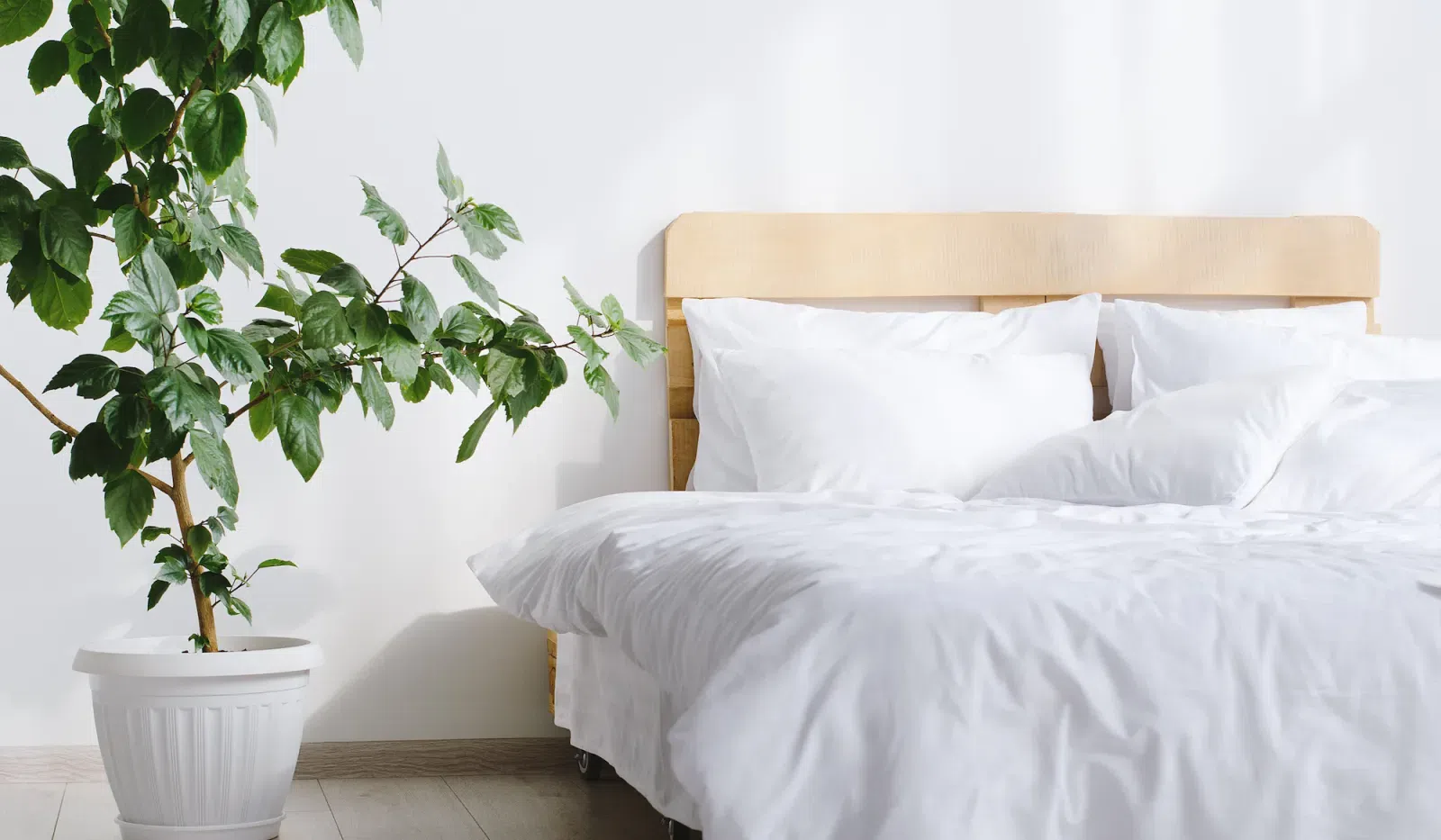 White bed with wooden headboard and large potted green plant beside it against white wall.
