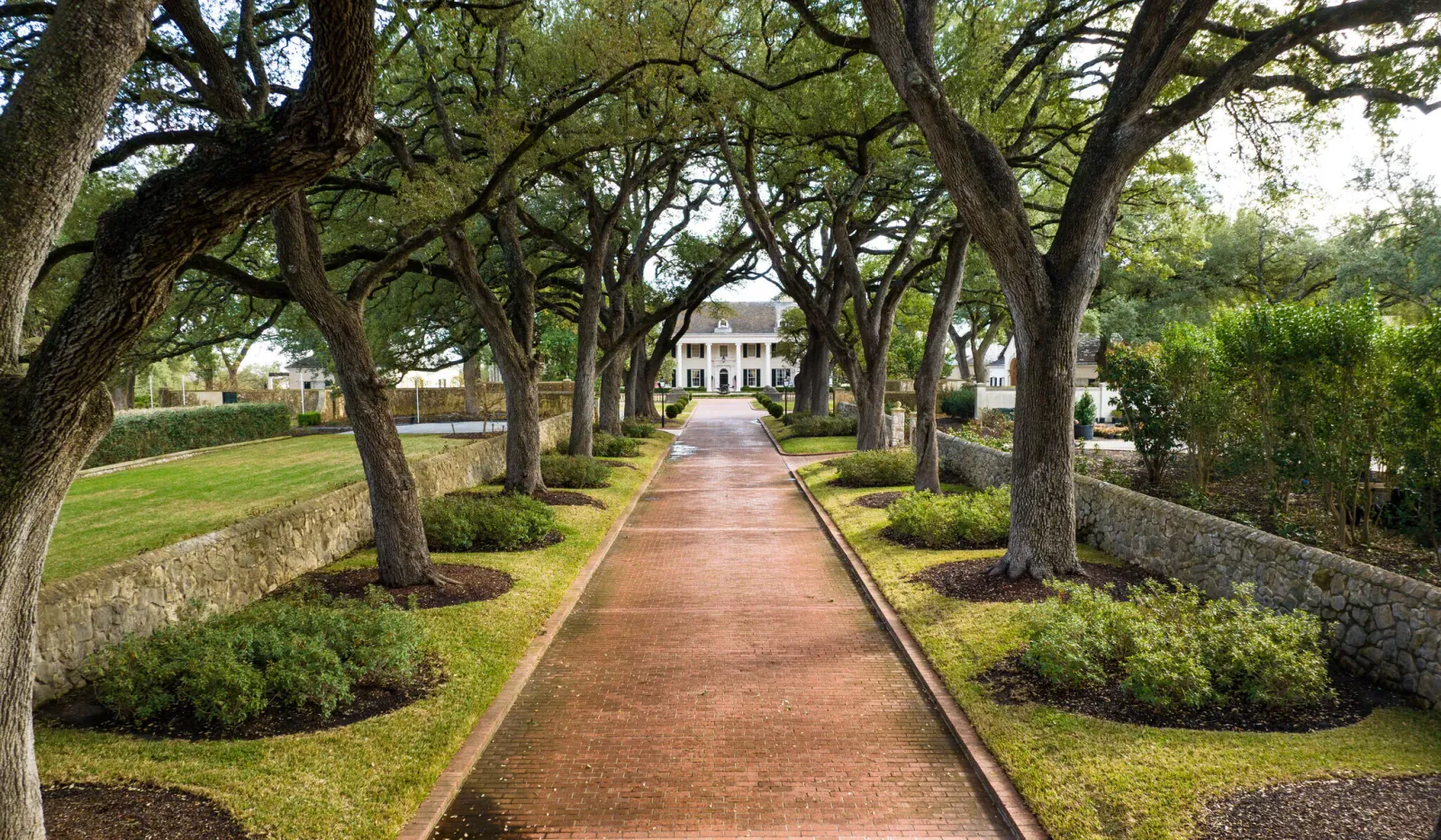 Brick pathway lined with large oak trees leading to a white Southern mansion with columns.