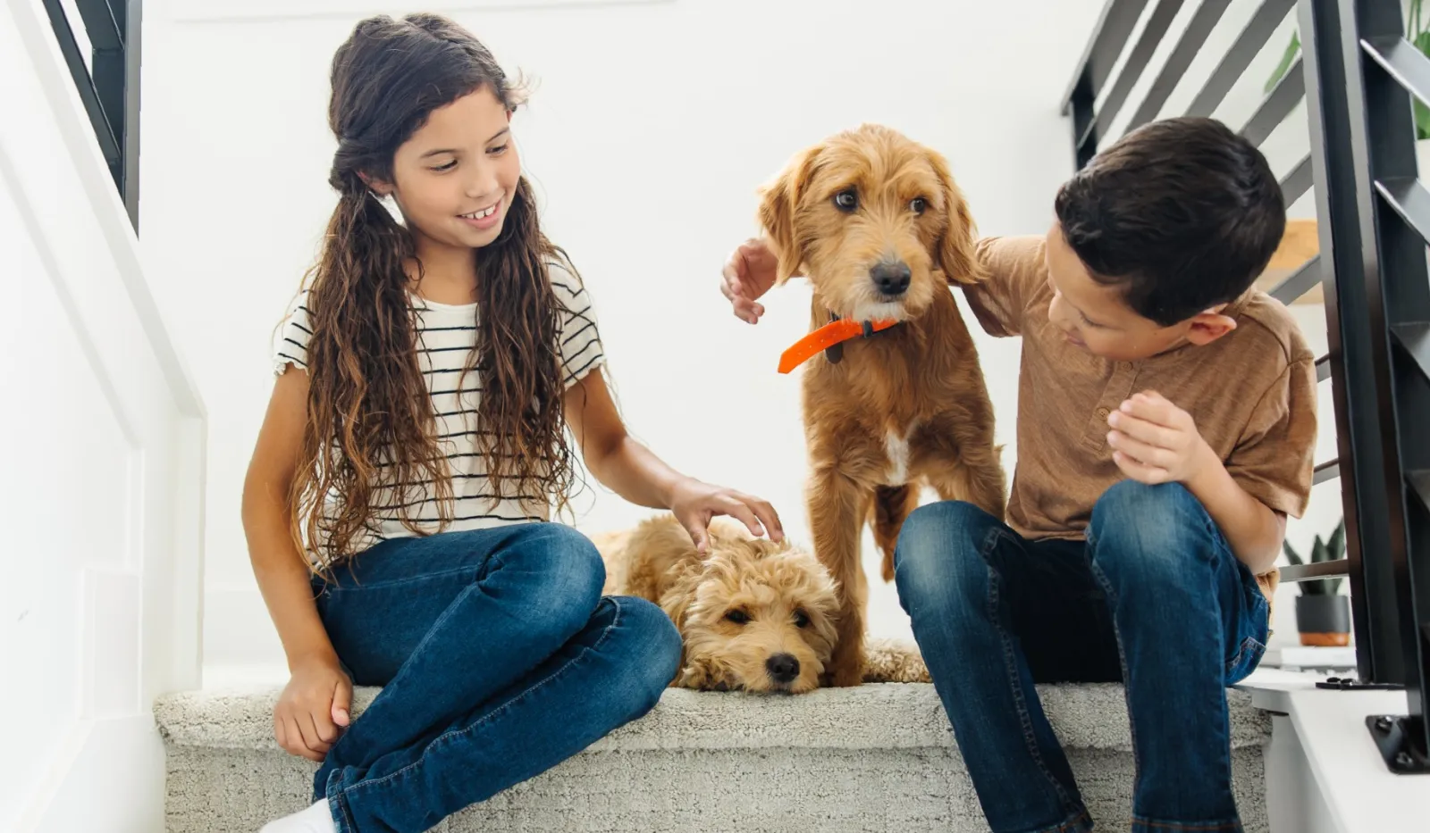 Two children sitting on stairs playing with two golden doodle dogs, one lying down and one standing with an orange collar.