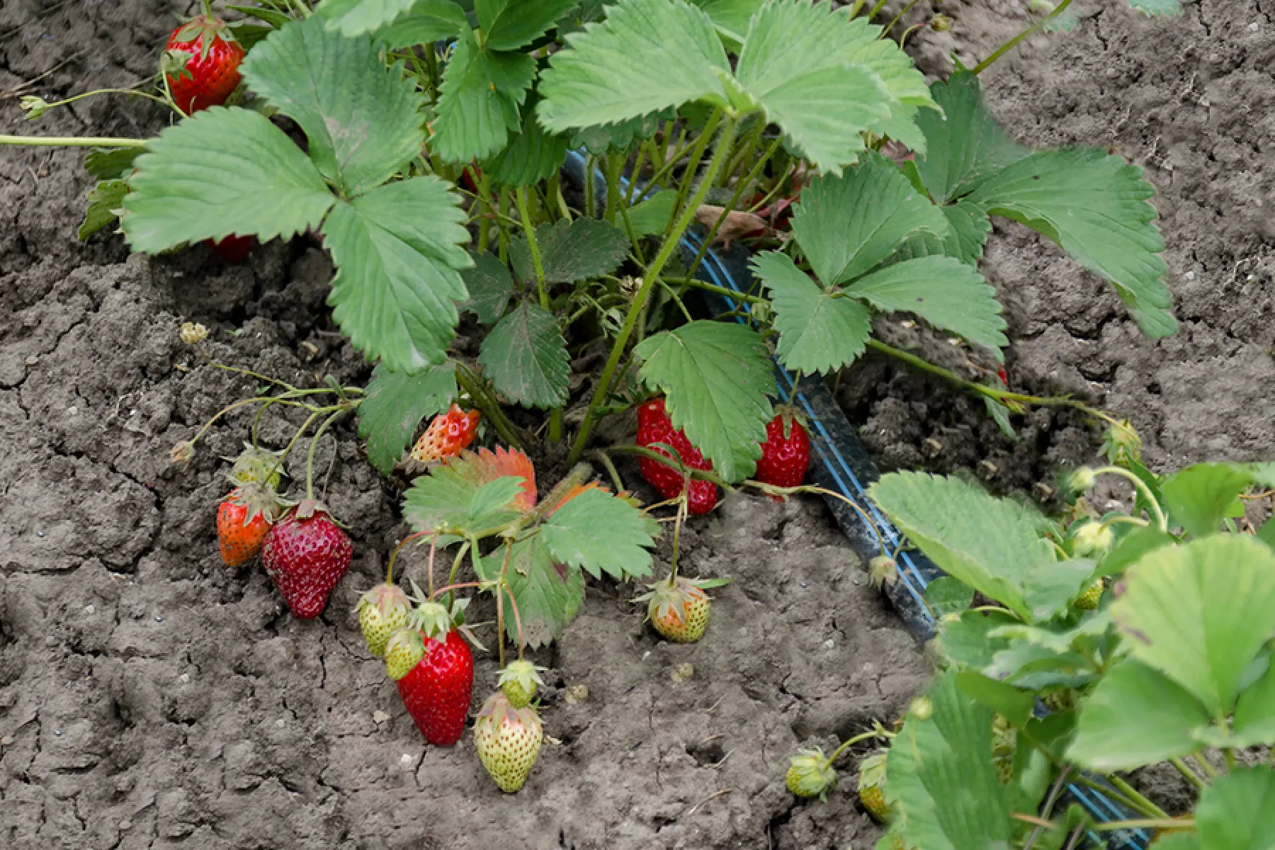 Scrumptious Strawberries DIY Armstrong Garden Centers