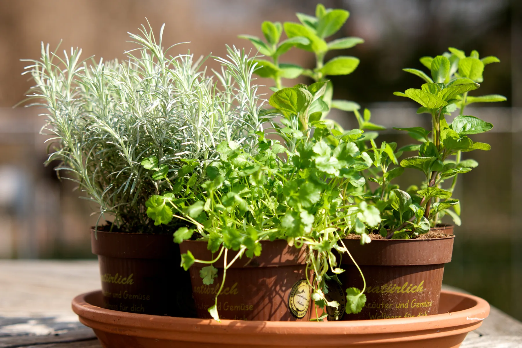 Plant a Mixed Herb Container DIY Armstrong Garden Centers