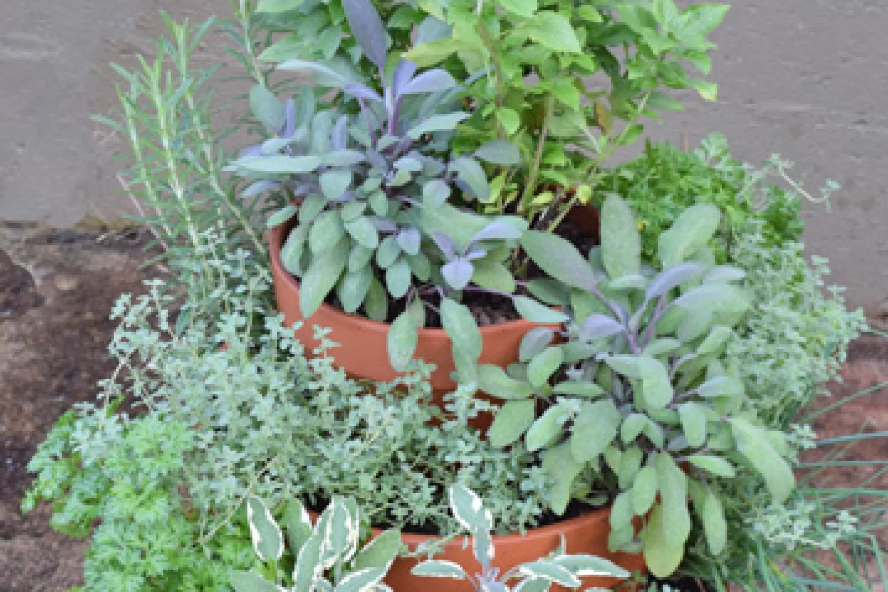 Herb Garden Tower DIY Armstrong Garden Centers