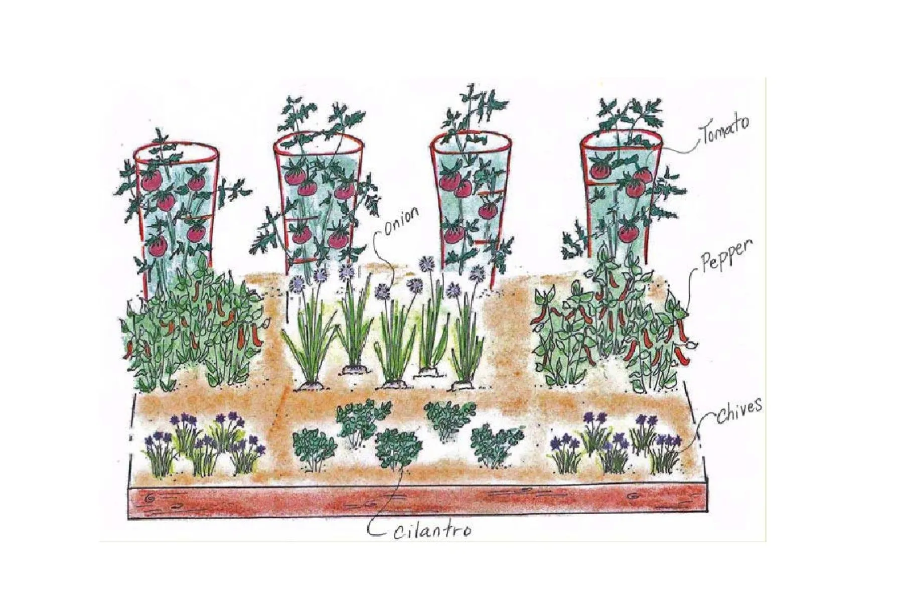Planting a Salsa Garden DIY | Armstrong Garden Centers
