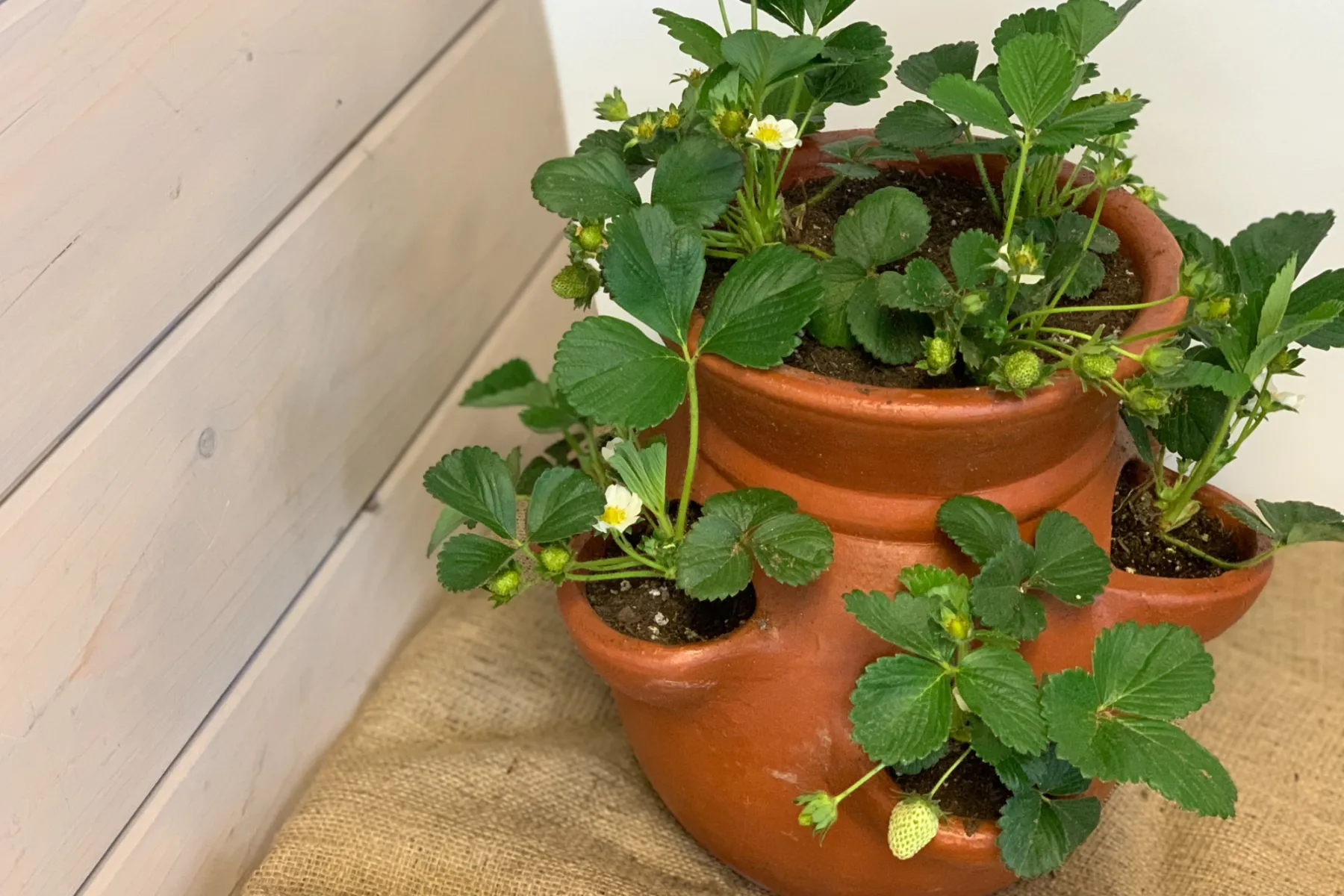 How To Videos Armstrong Garden Centers