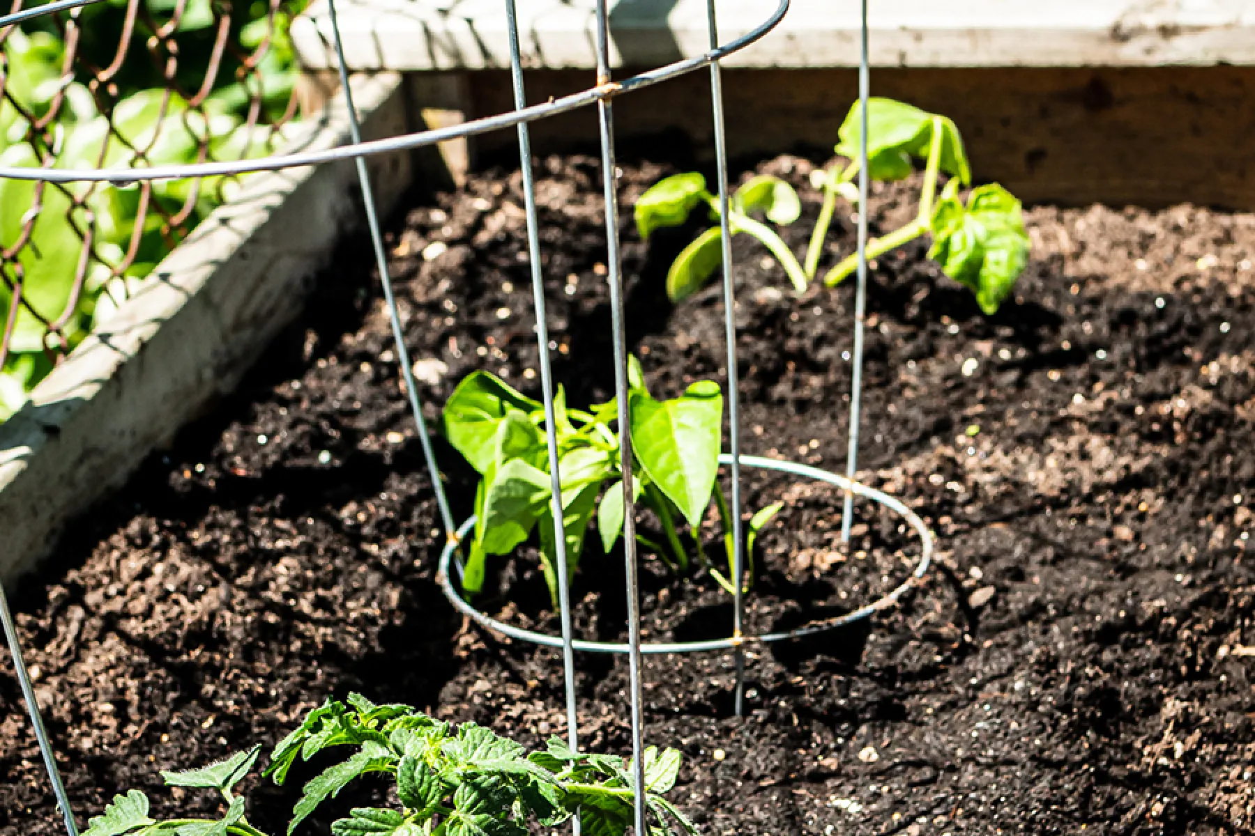Planting a Salsa Garden DIY | Armstrong Garden Centers