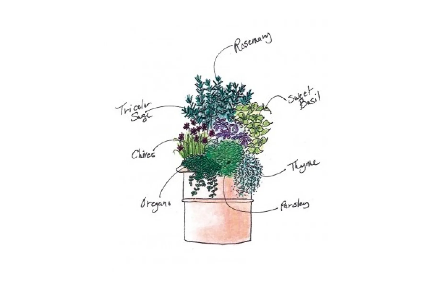 Plant a Mixed Herb Container DIY Armstrong Garden Centers