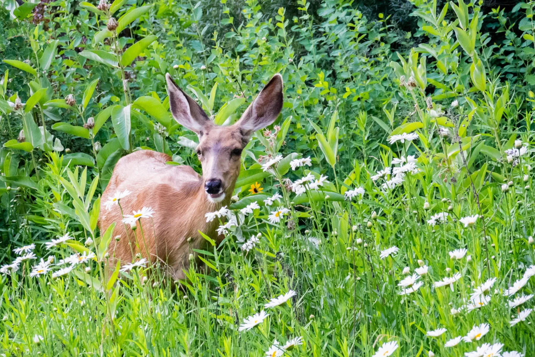 How To Pike Nurseries