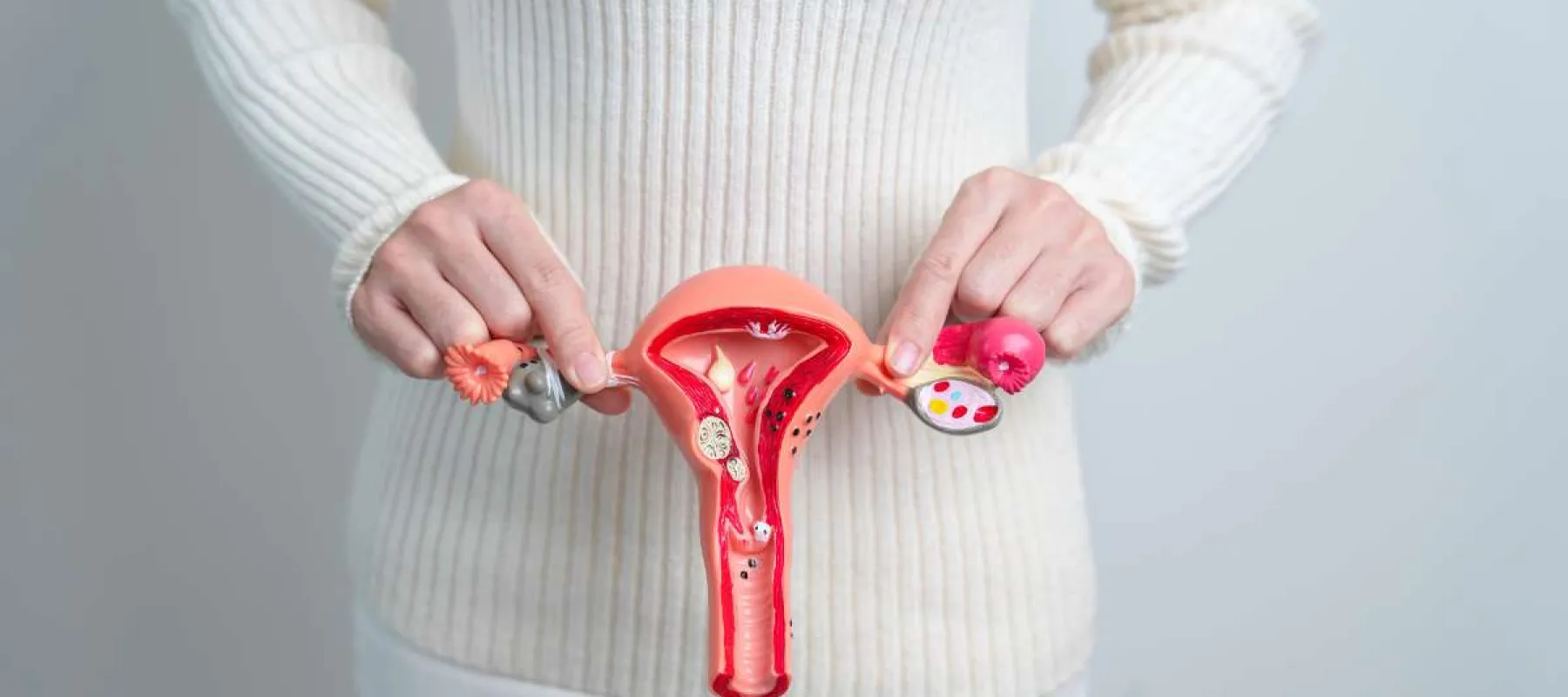 Person holding a detailed anatomical model of the female reproductive system against a white sweater background.