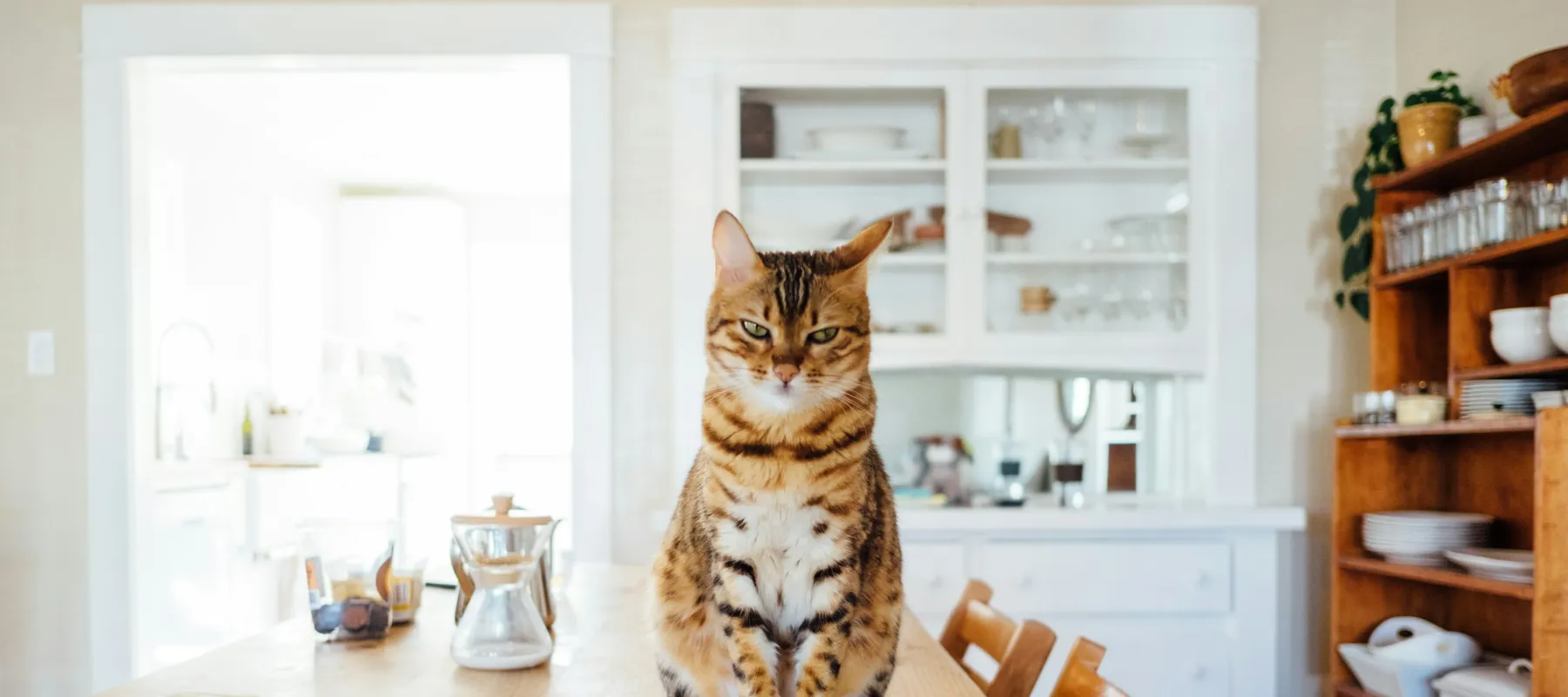 Tabby cat sitting on a wooden dining table in a bright kitchen with shelves and chairs around.