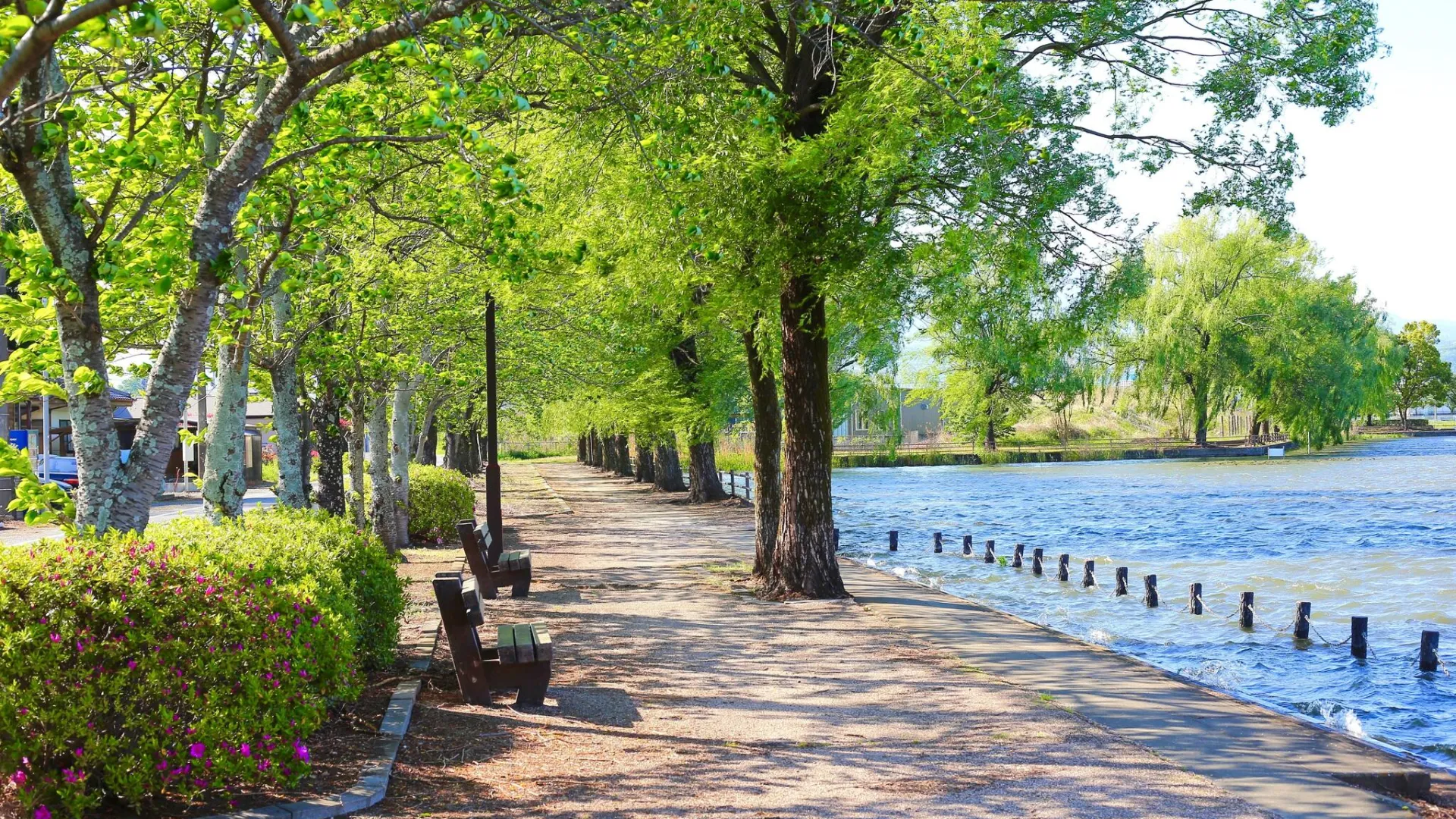 Tree-lined pathway along a calm lake with benches and lush greenery on a sunny day