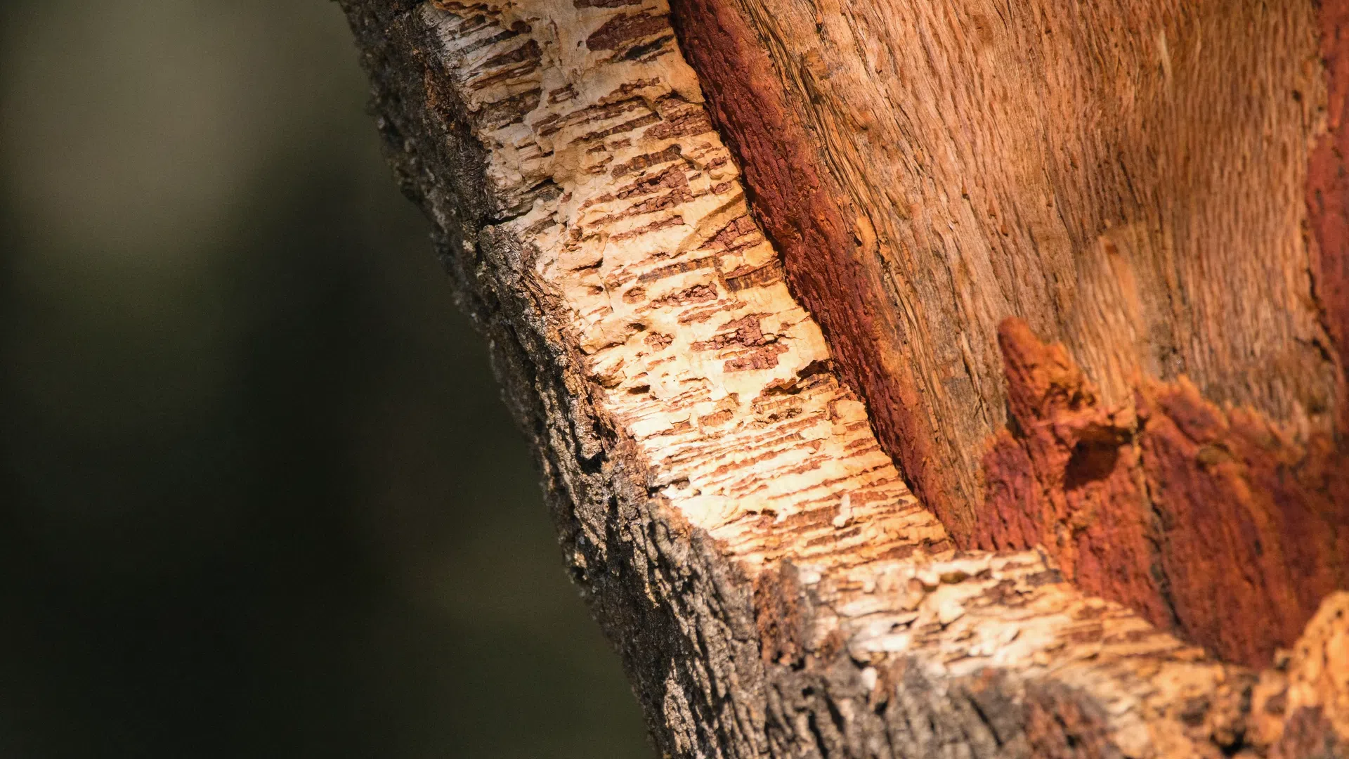 Close-up of tree bark showing rough outer texture and smooth inner wood with warm lighting.
