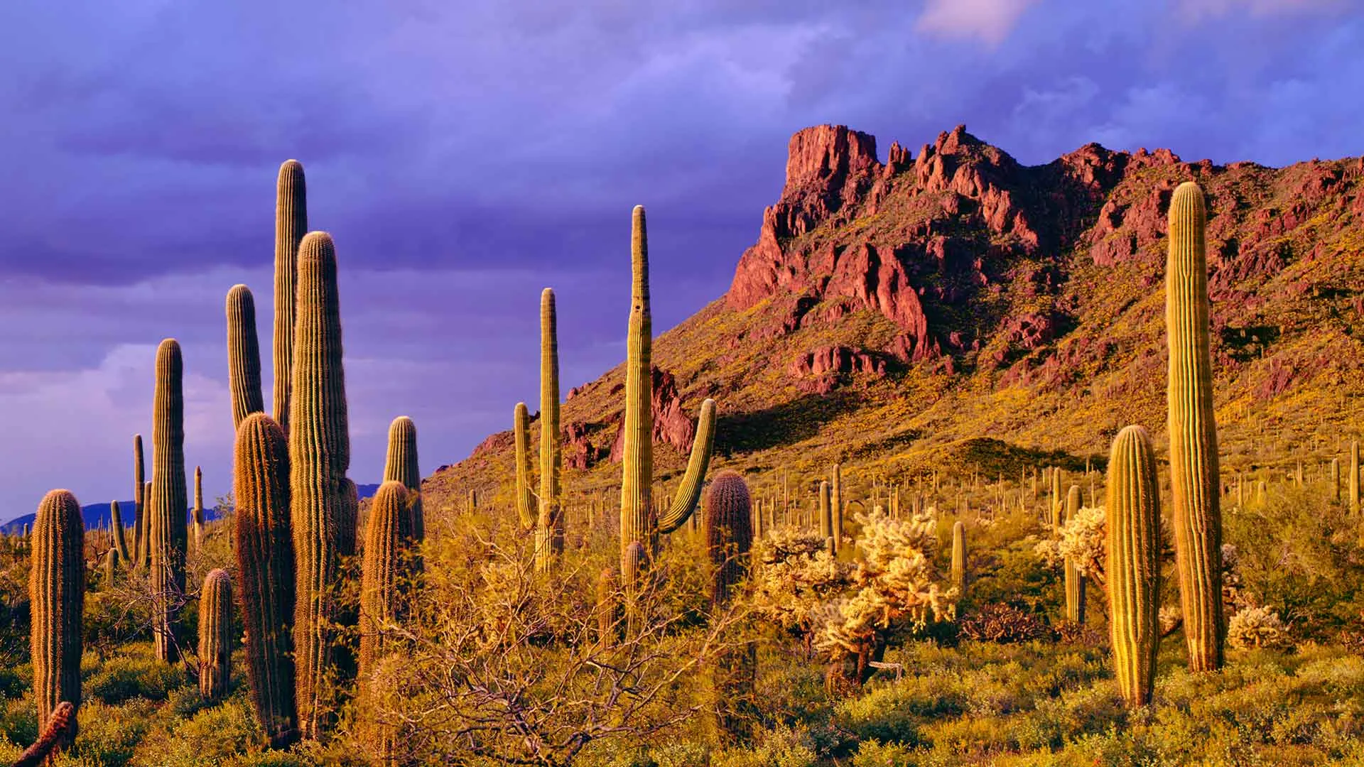 Saguaro cacti in a desert landscape at sunset with a rocky mountain under a purple sky