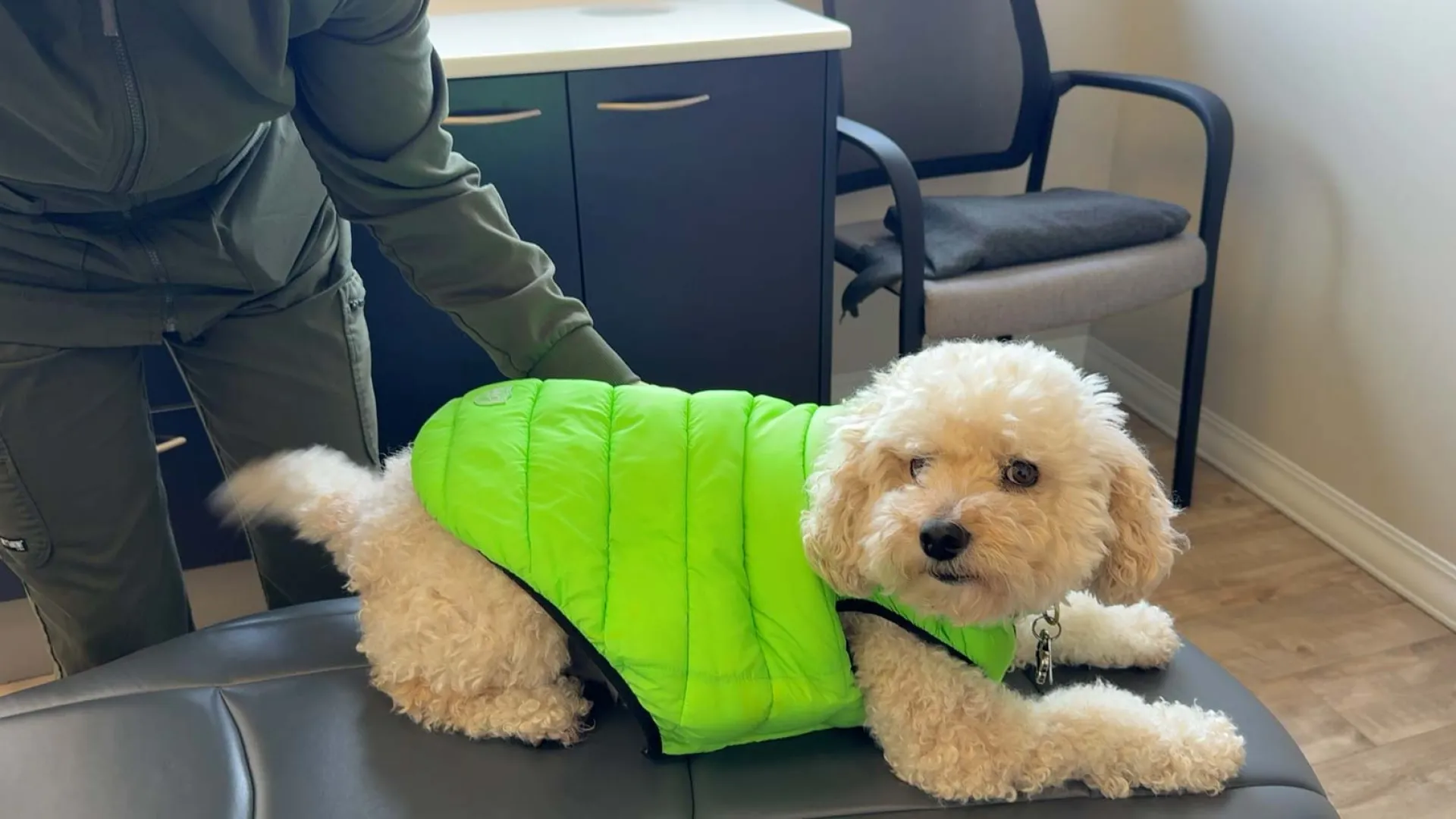 Small curly white dog wearing a bright green vest lying on a black table with a person nearby in an office.
