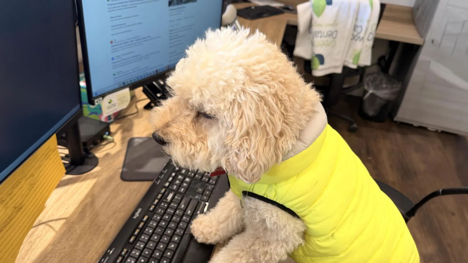 Curly white dog wearing a yellow jacket using a keyboard at a desk with computer monitors.