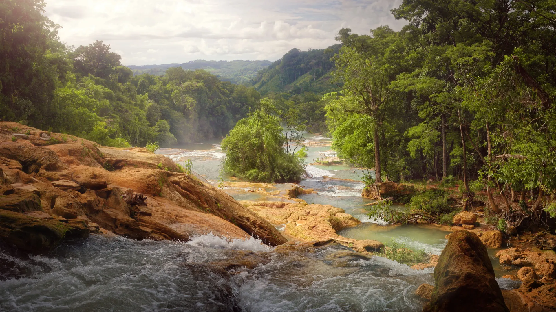 a river running through a forest