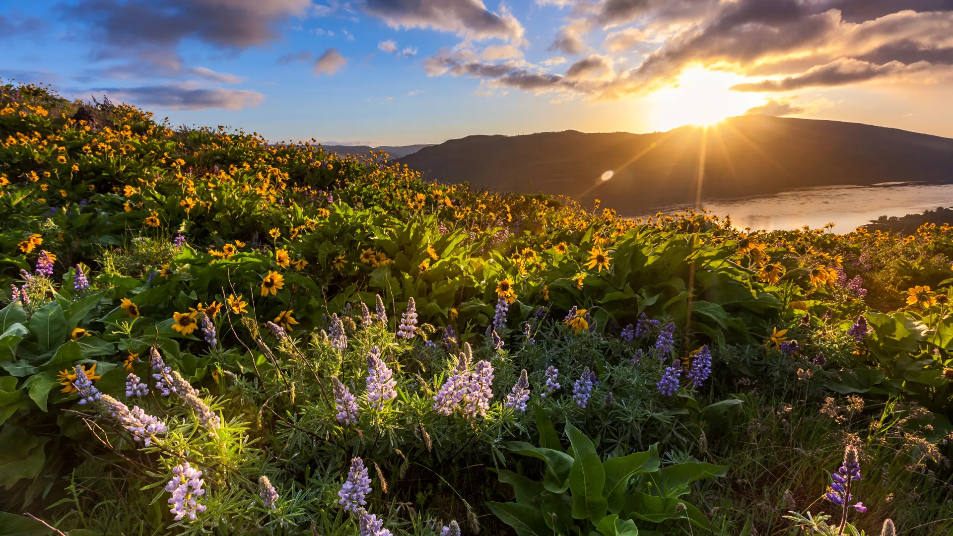 a field of flowers with the sun setting in the background