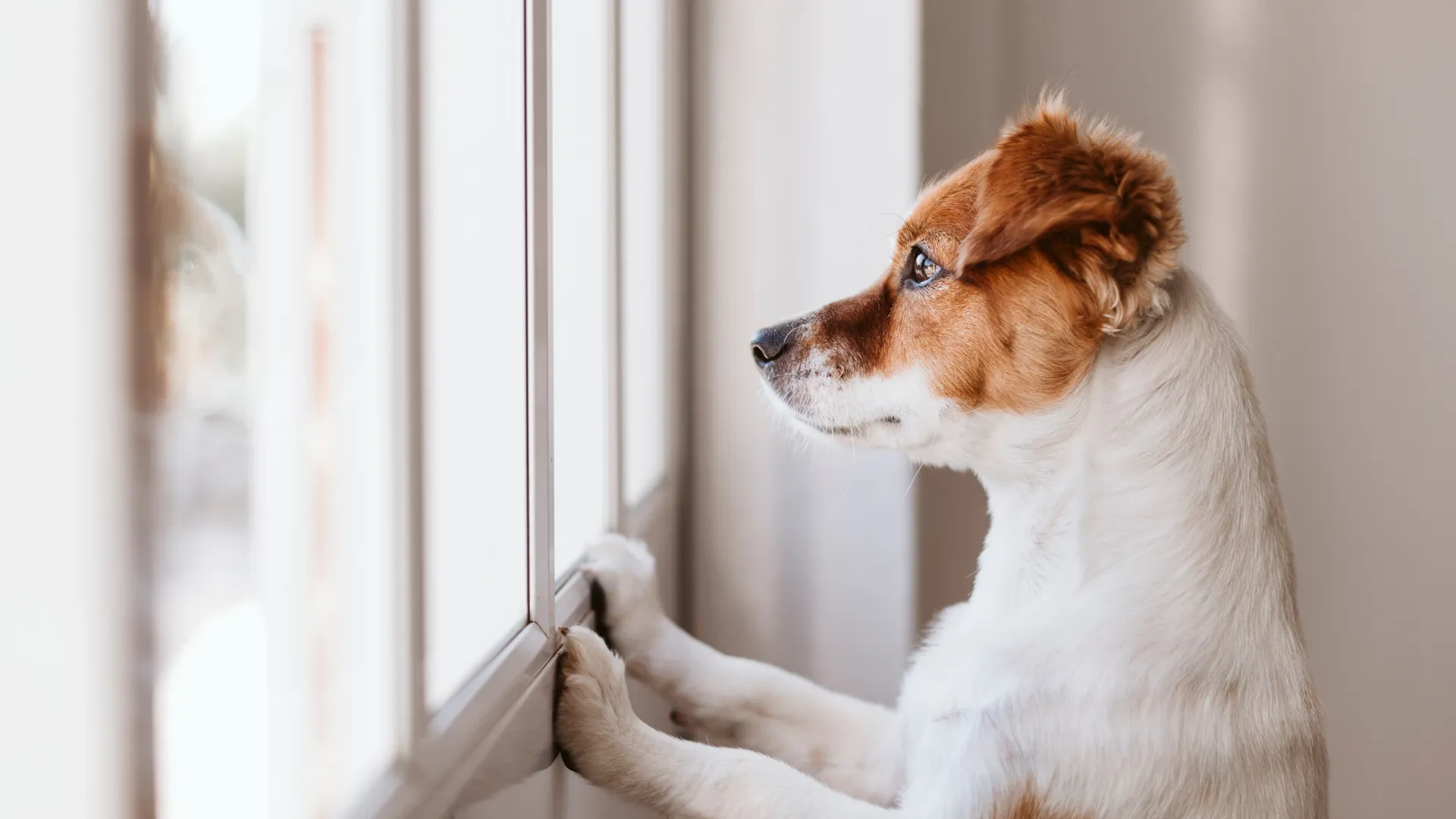 a dog leaning against a window