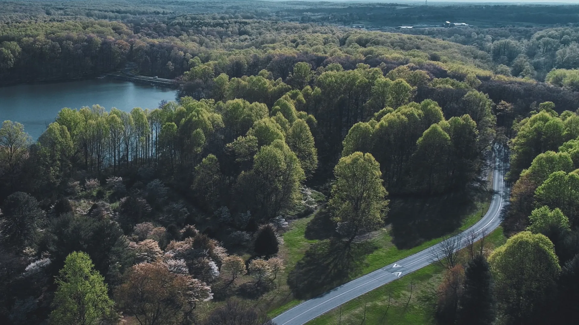 a road going through a forest