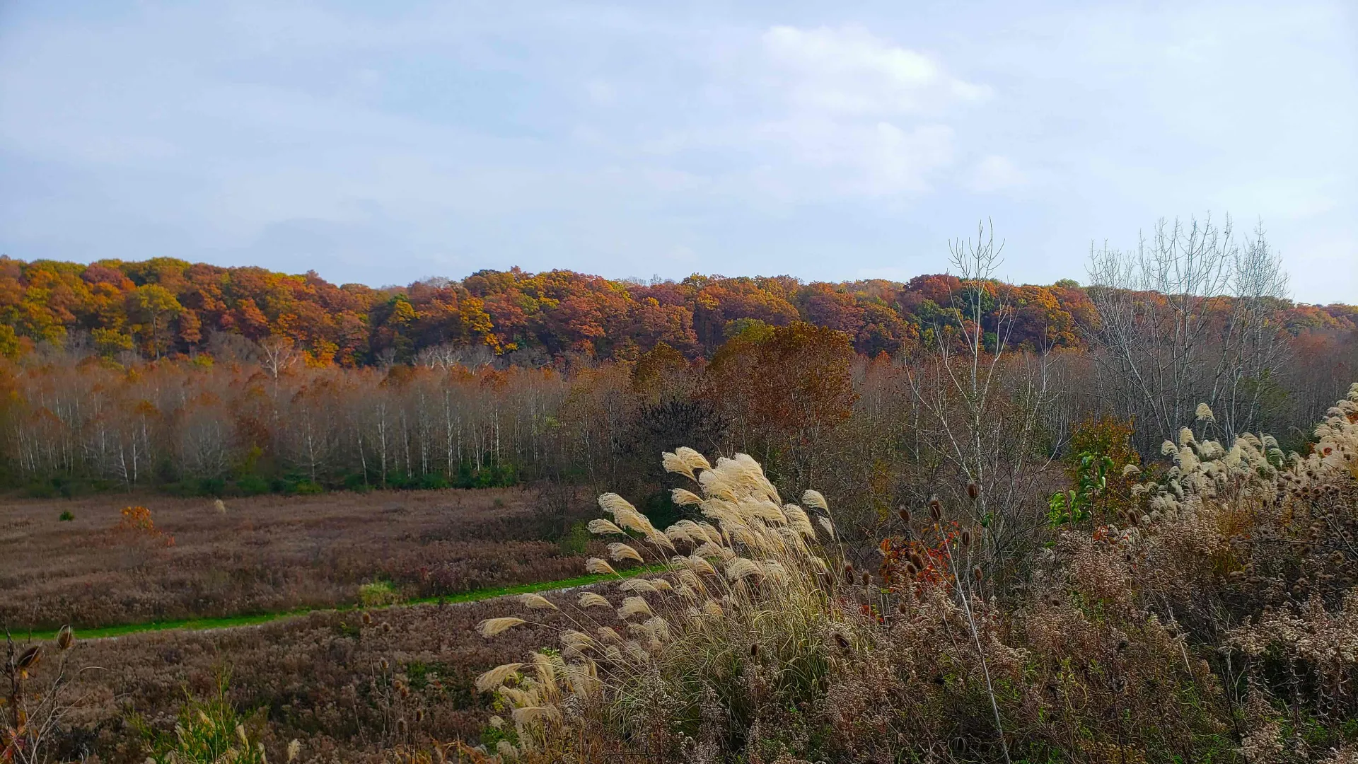 a field of plants and trees