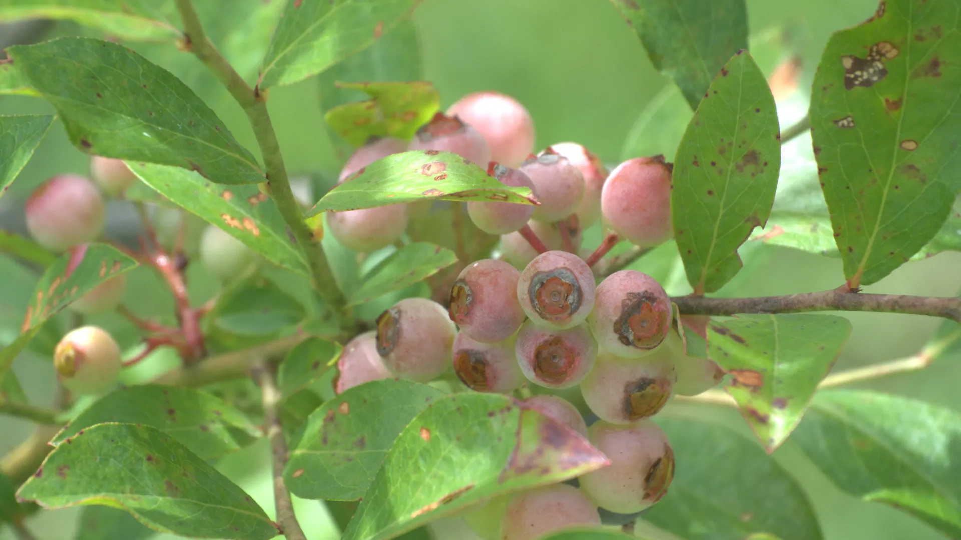 a tree with fruits on it