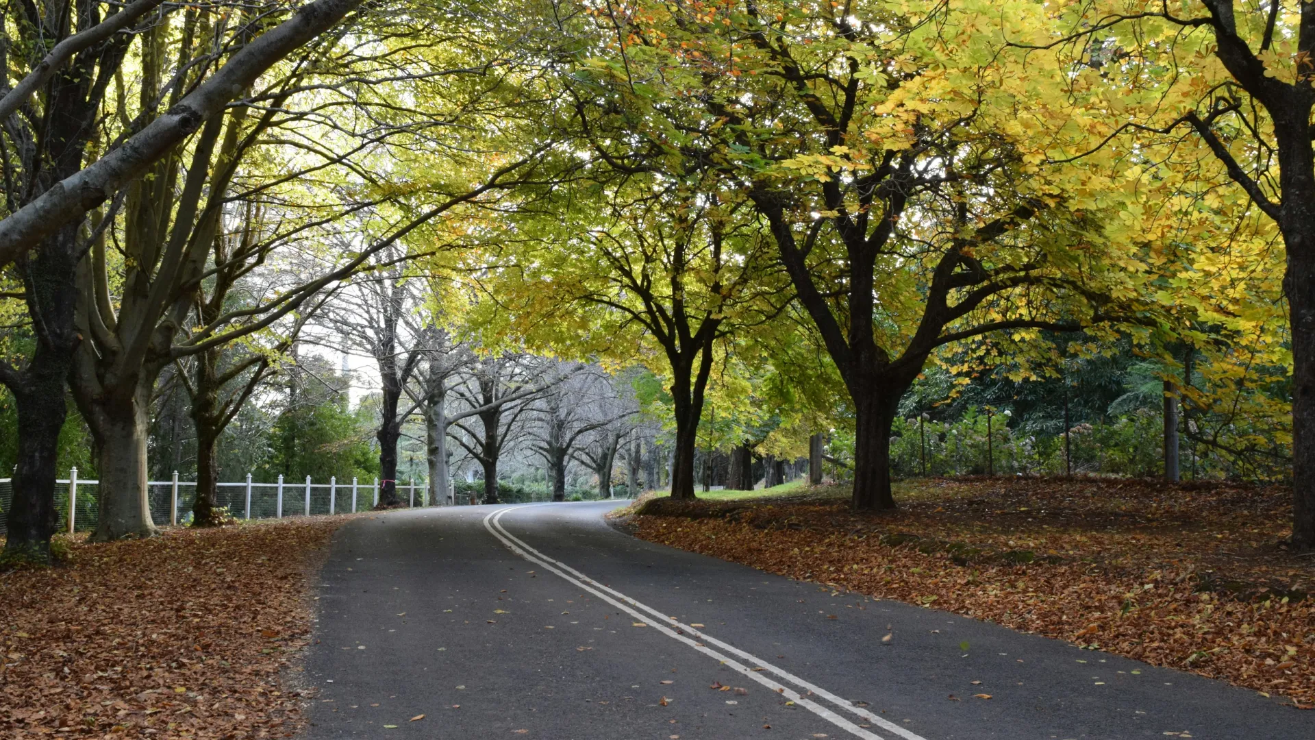 a road with trees on either side