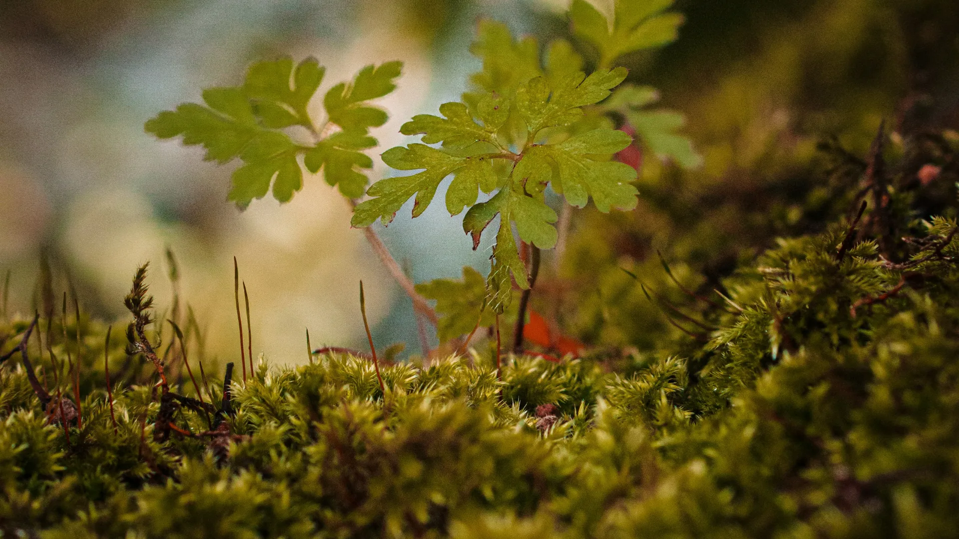 a close up of some leaves