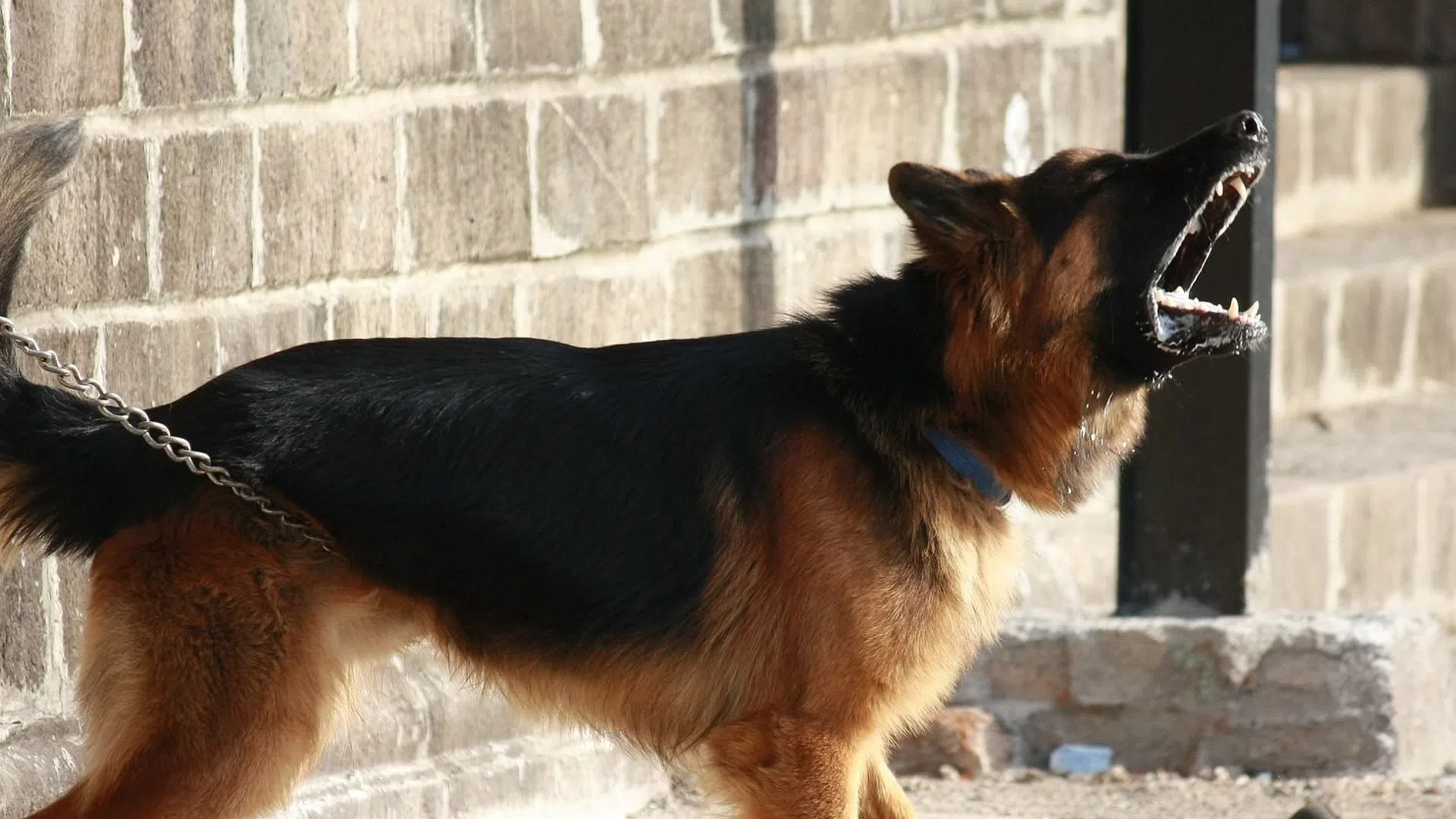 German Shepherd dog barking while on a leash near a brick wall outdoors in daylight