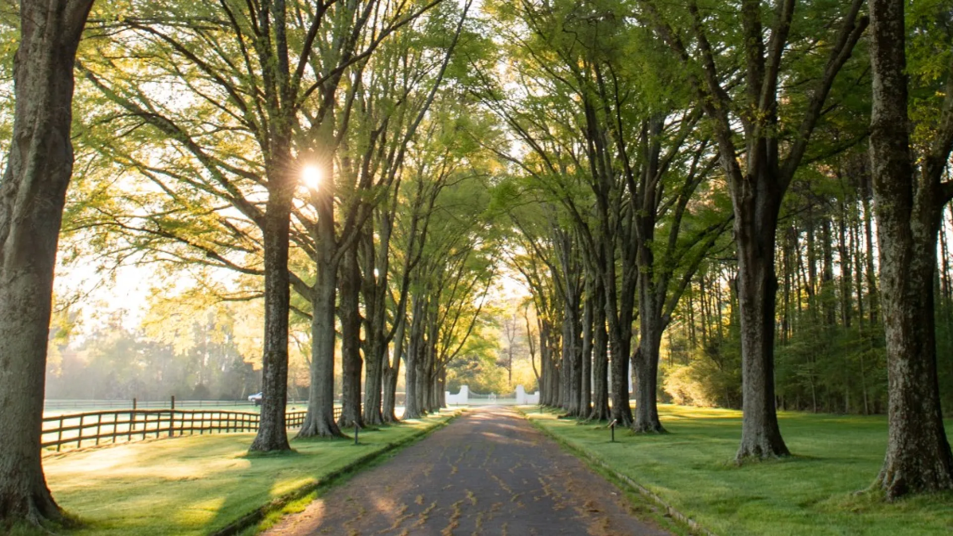 a dirt road with trees on either side of it